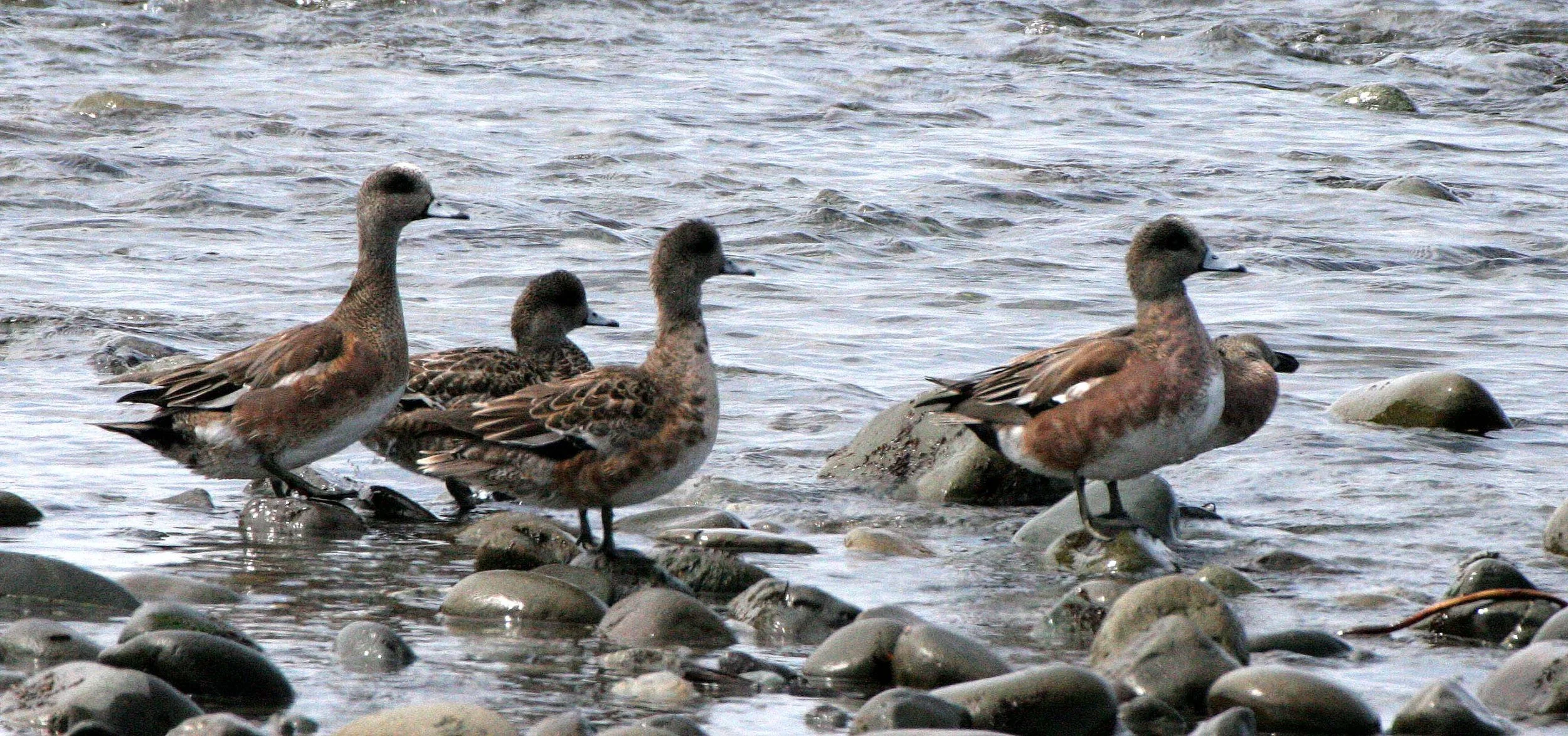 WIGEON - AMERICAN WIGEON - Mareca americana - MORSE CREEK MOUTH WA.JPG