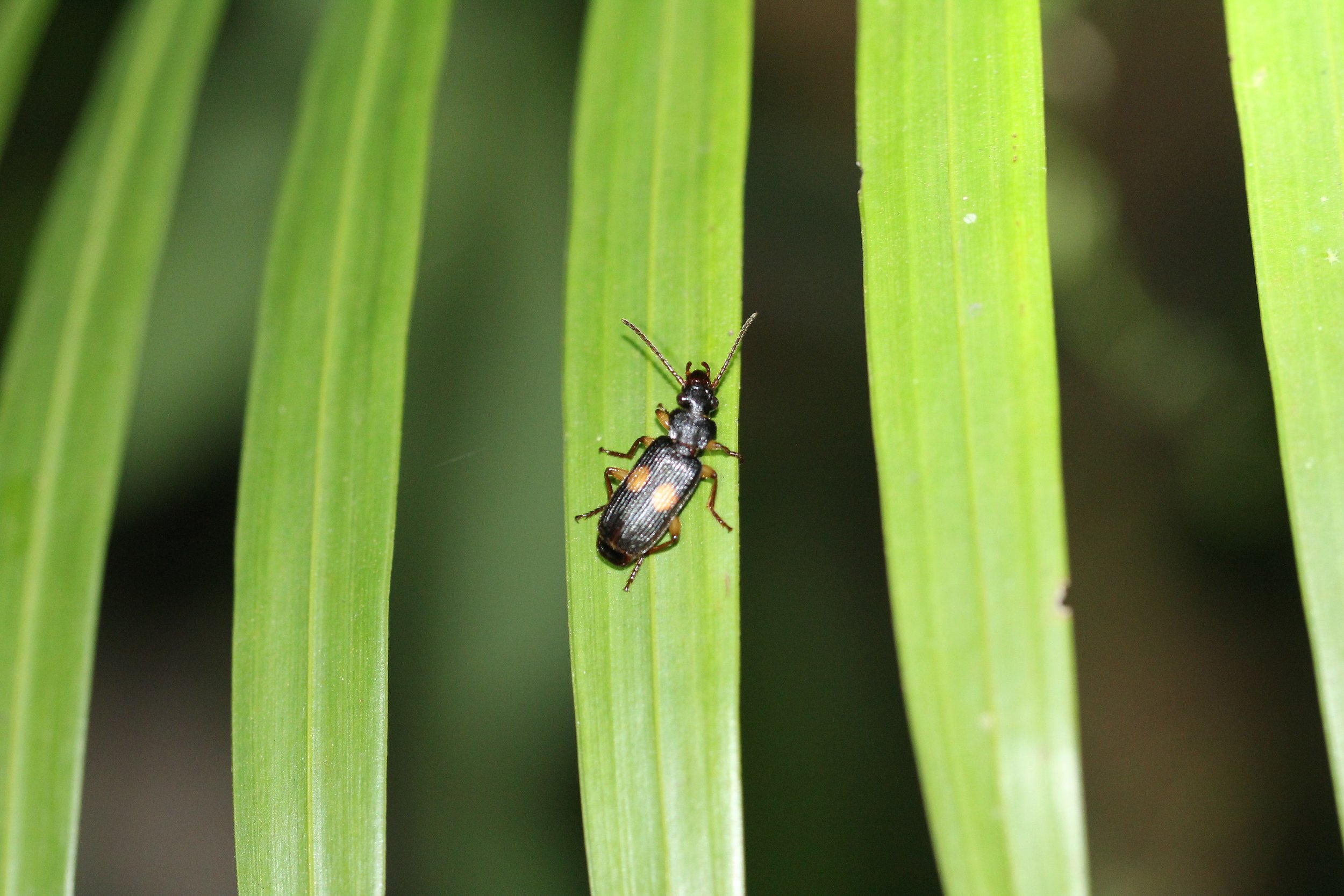 Carabidae species 4 - Koh Lanta Thailand 