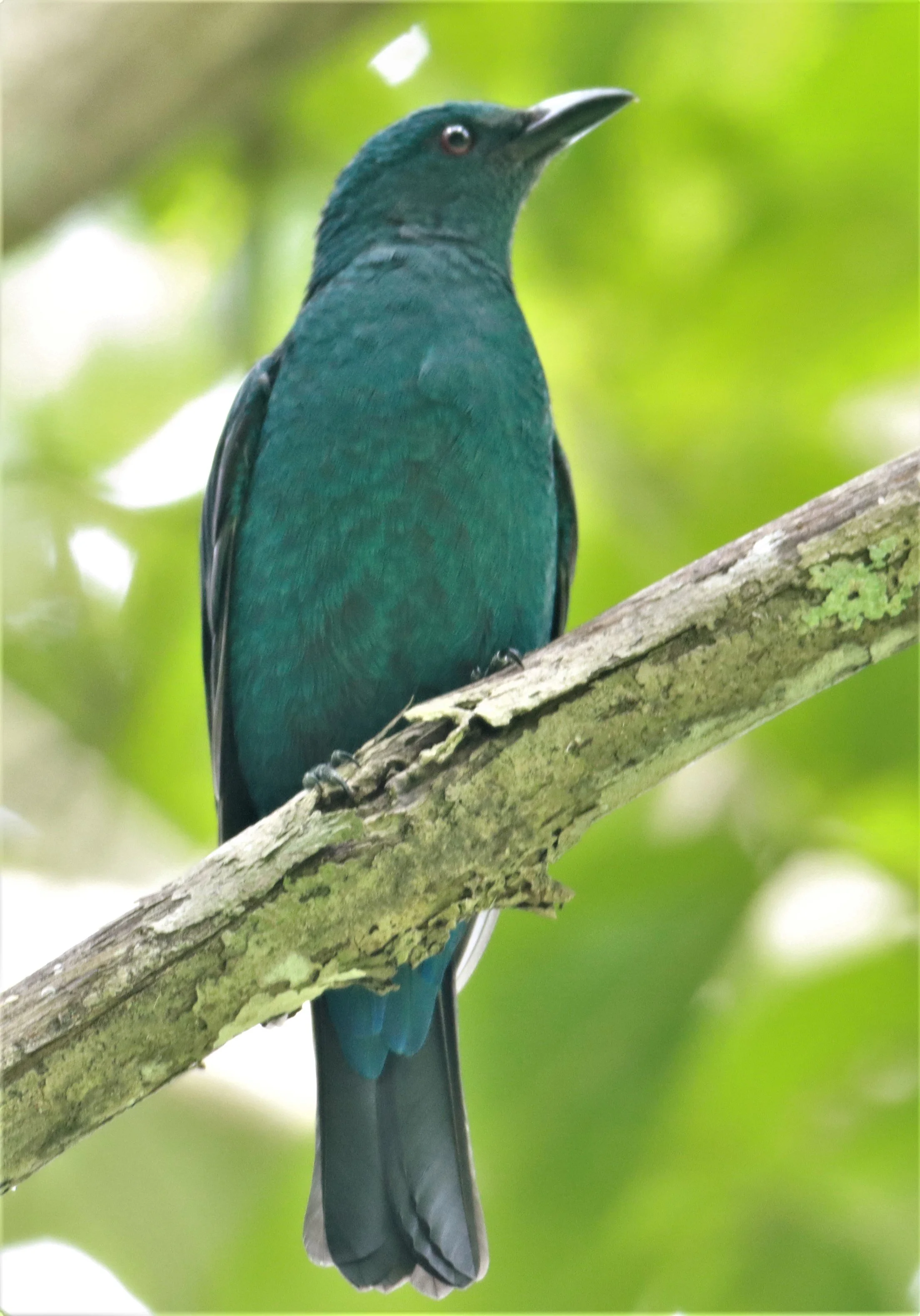 ASIAN FAIRY BLUEBIRD -  Irena puella - Sa Nang Manora Forest Park PHANG NGA PROVINCE (11).jpg