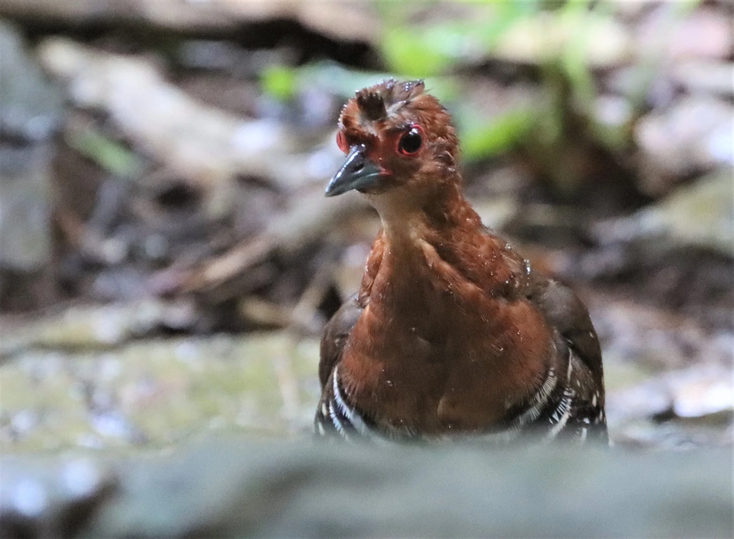 Red-legged Crake (Rallina fasciata) Neung Hide nr Kaeng Krachan NP Thailand (46).jpg