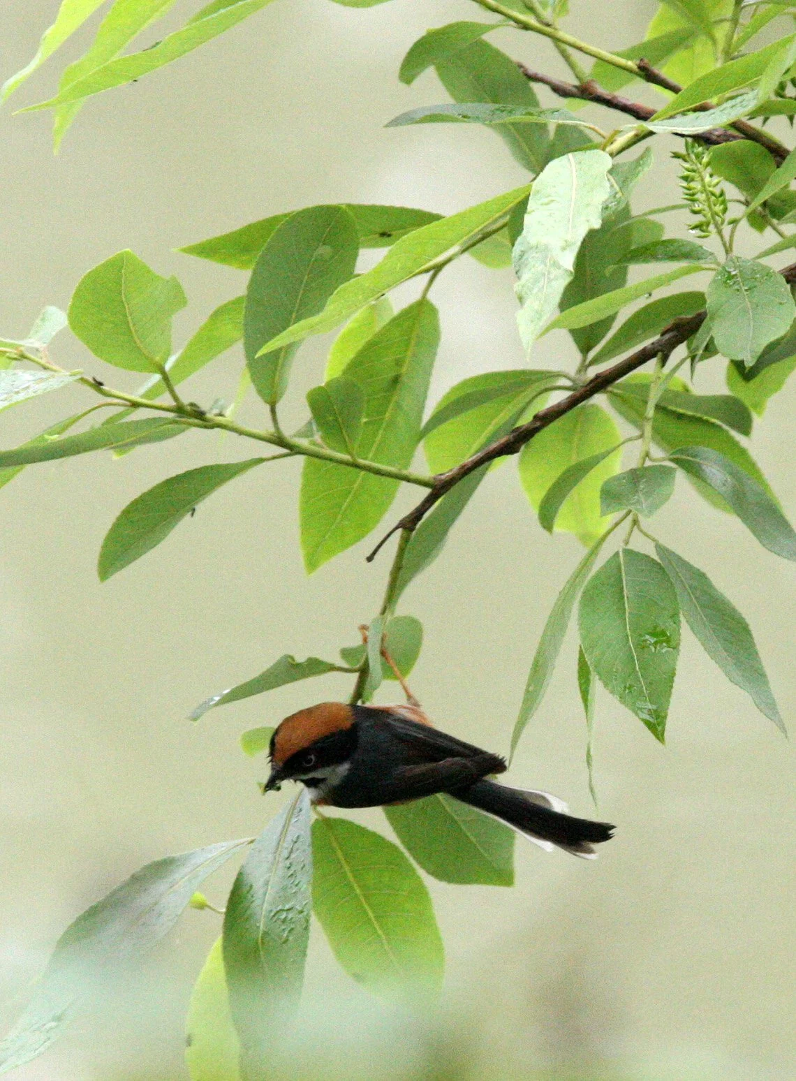 Black-throated Bushtit (Aegithalos concinnus) Hongcun Village, Anhui China (10).JPG