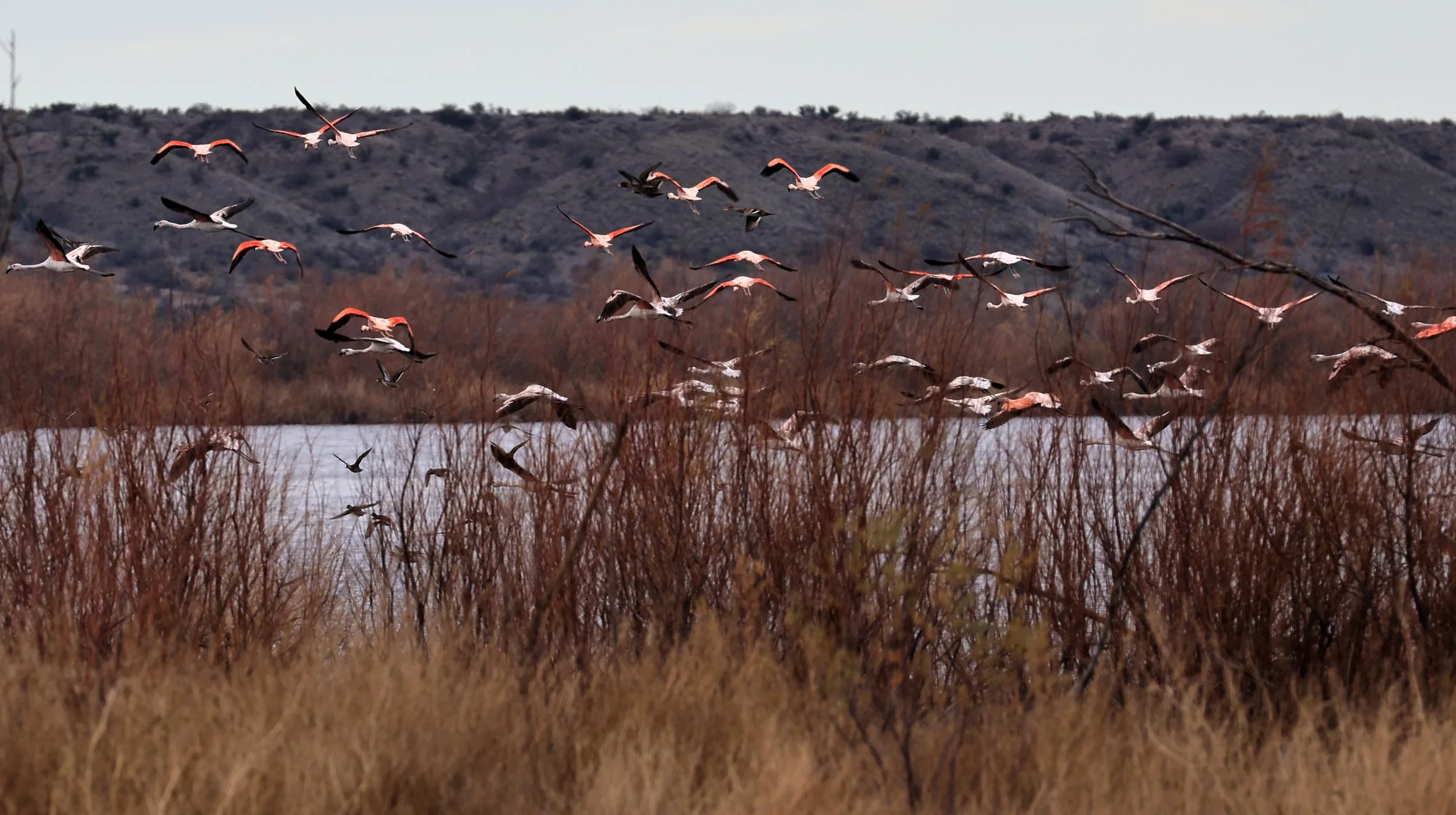 Chilean Flamingo (Phoenicopterus chilensis) Lagunas del Ornitólogo, Trelew Argentina (61).jpg