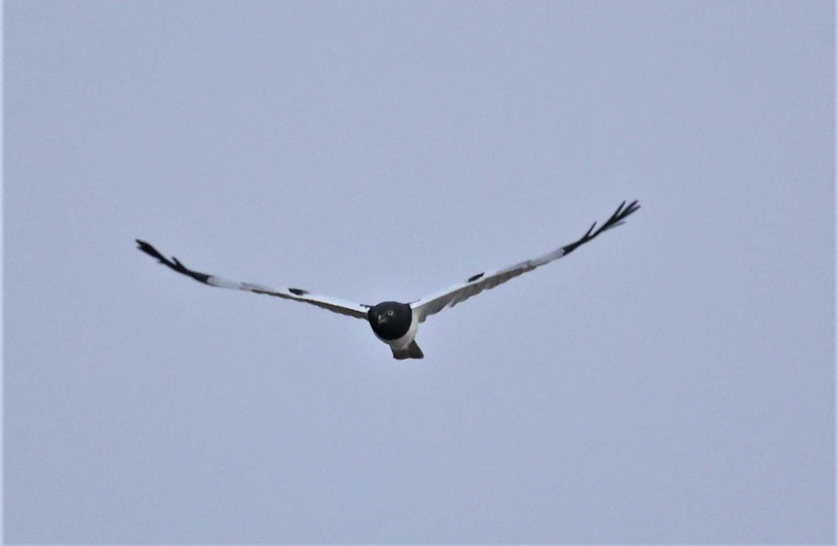 HARRIER - PIED HARRIER - Circus melanoleucos - YONOK CHIANG SAEN CHIANG RAI - ROOST (31).JPG