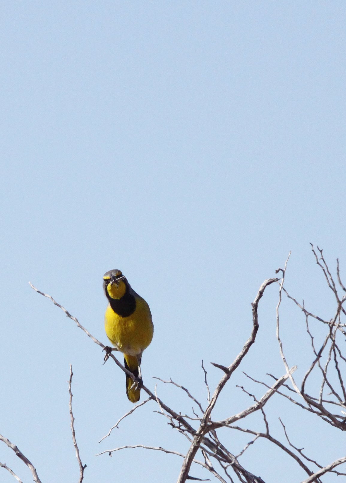 BIRD - BOKMAKIERIE - AUGRABIES FALLS SOUTH AFRICA (8).JPG