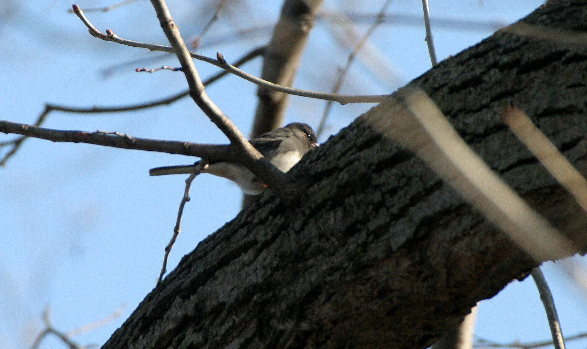 Dark-eyed Junco (Junco hyemalis) McDowell Woods Reserve Illinois.JPG