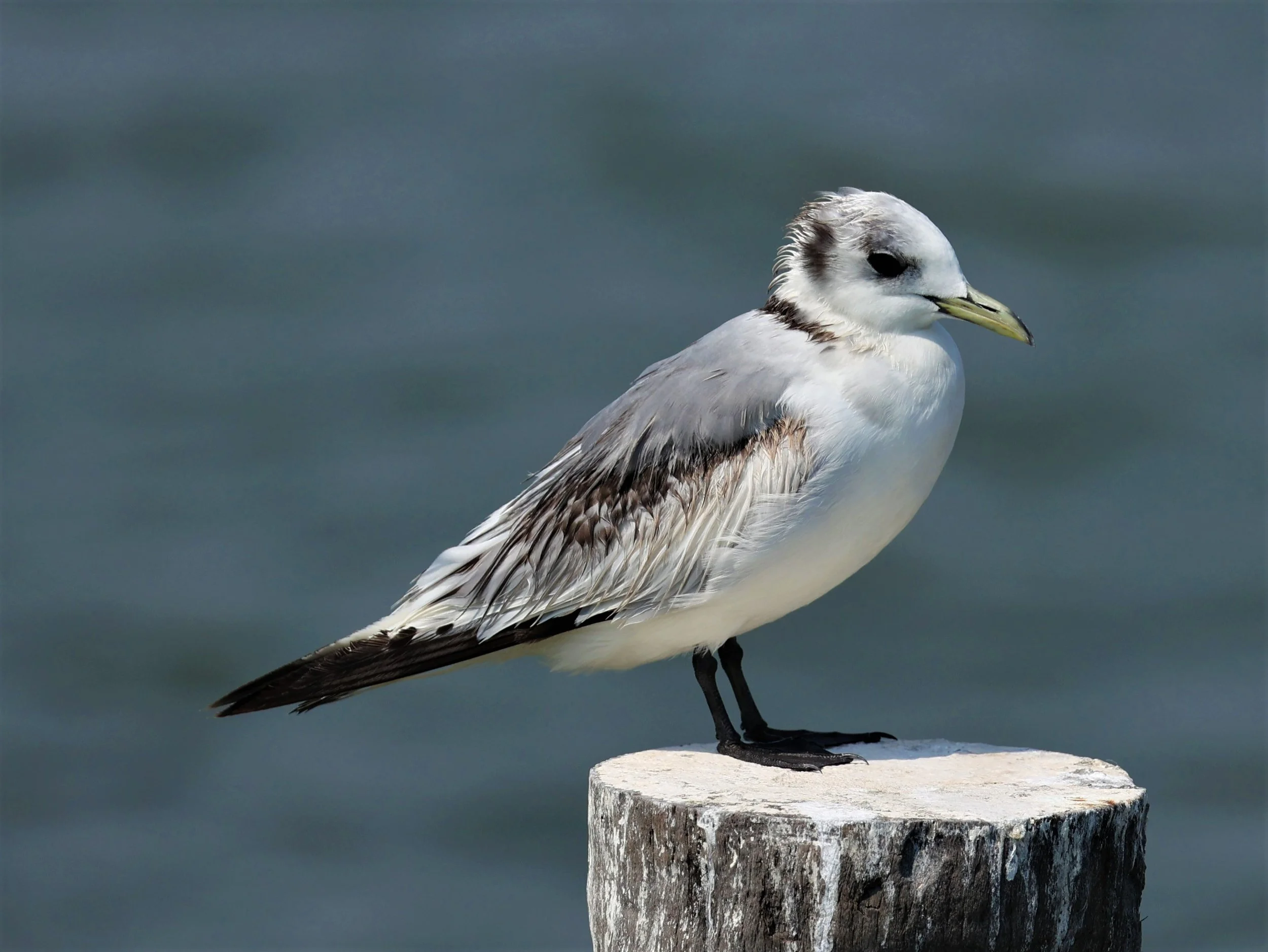 KITTIWAKE - BLACK-LEGGED KITTIWAKE - Rissa tridactyla - GULF OF SIAM OFF BANGKOK & SAMUT SAKHORN FEB 05 2022 (20).jpg