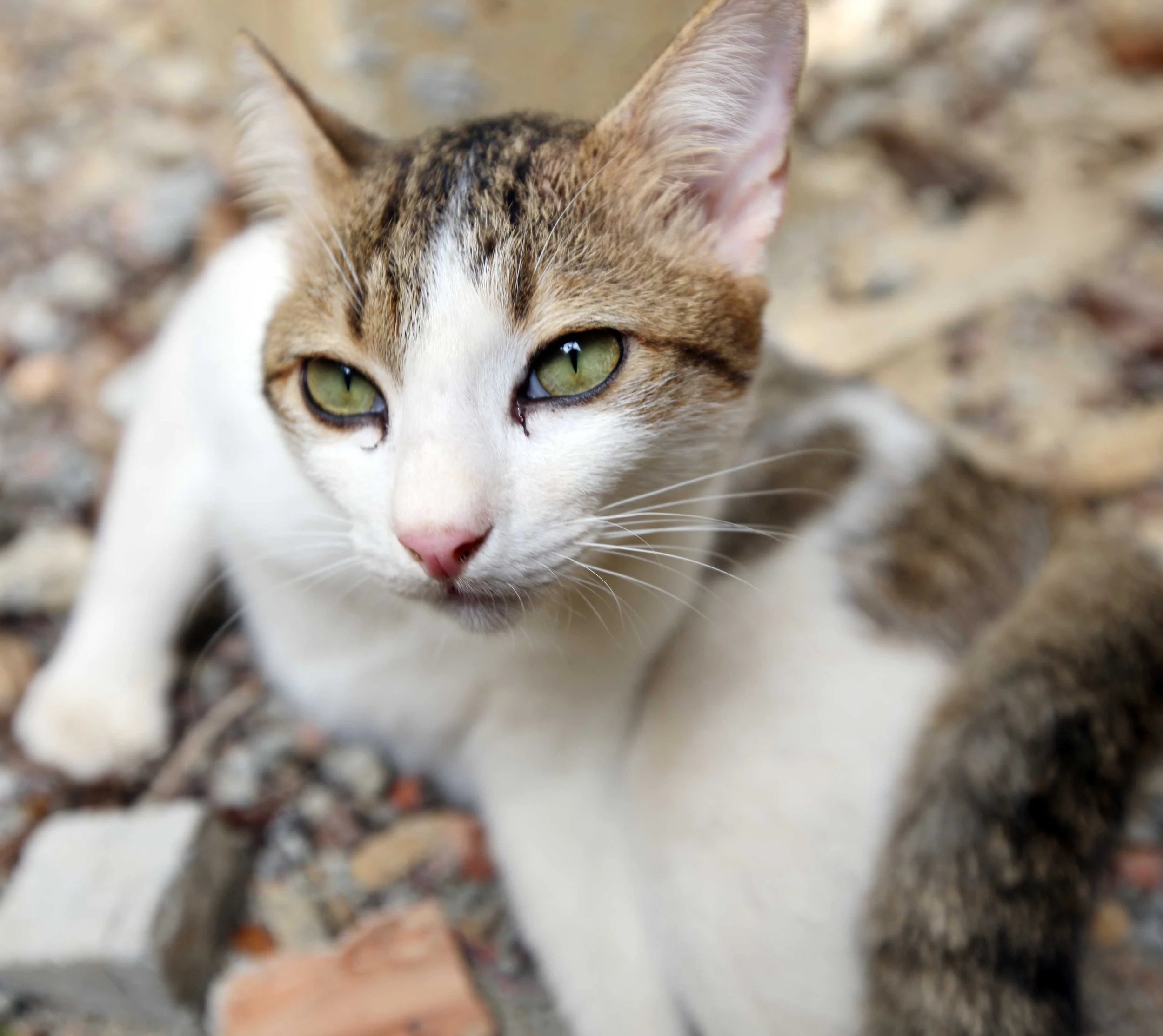 2015 Koh Lanta Songkran with friends from ISB (61).JPG