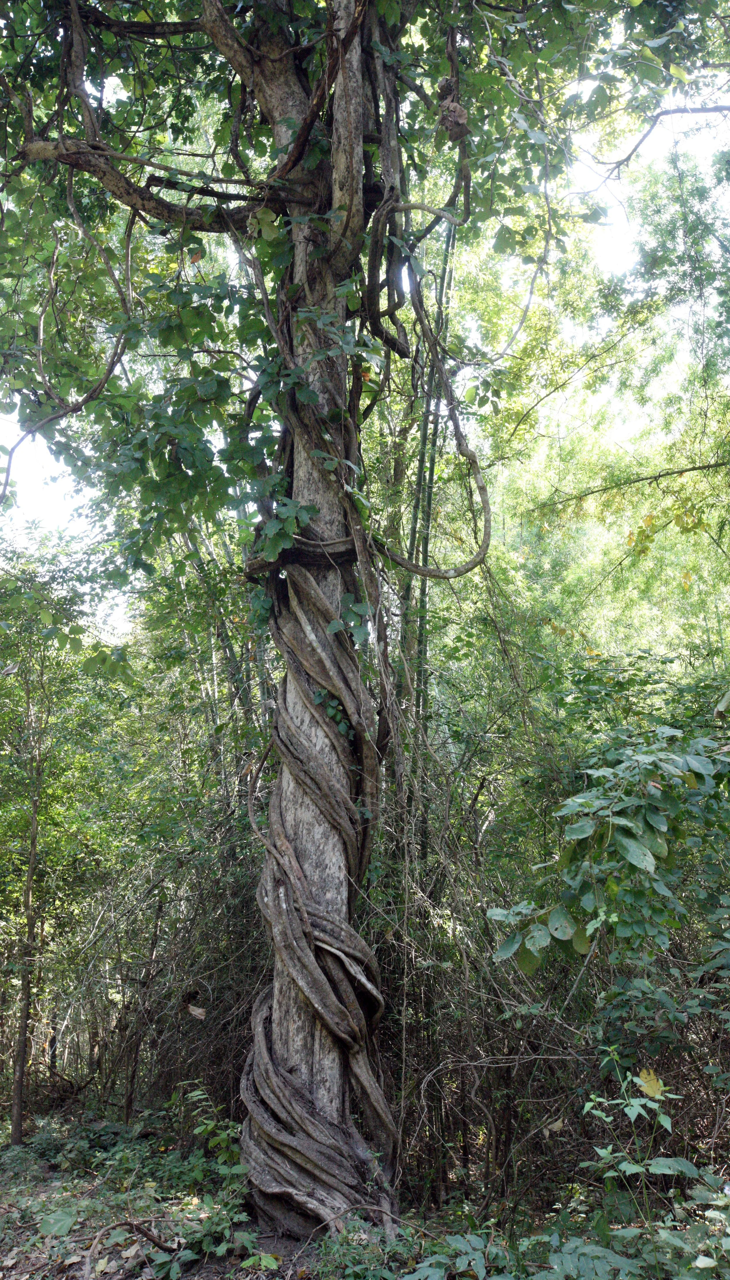 2014 Huai Kha Khaeng Bruce Kekule Trip (120).JPG