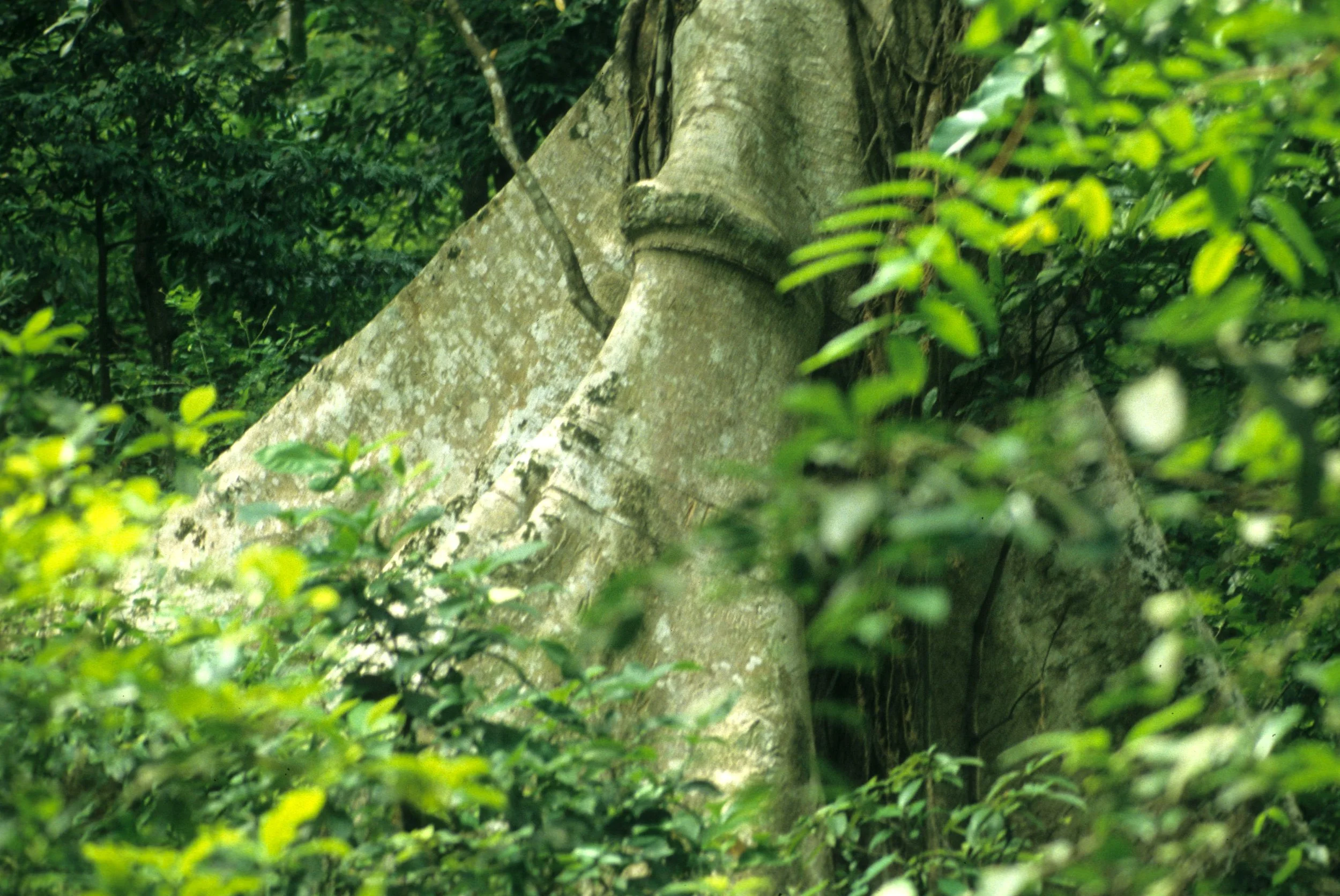 CUC PHUONG NATIONAL PARK - 1994 (13).jpg