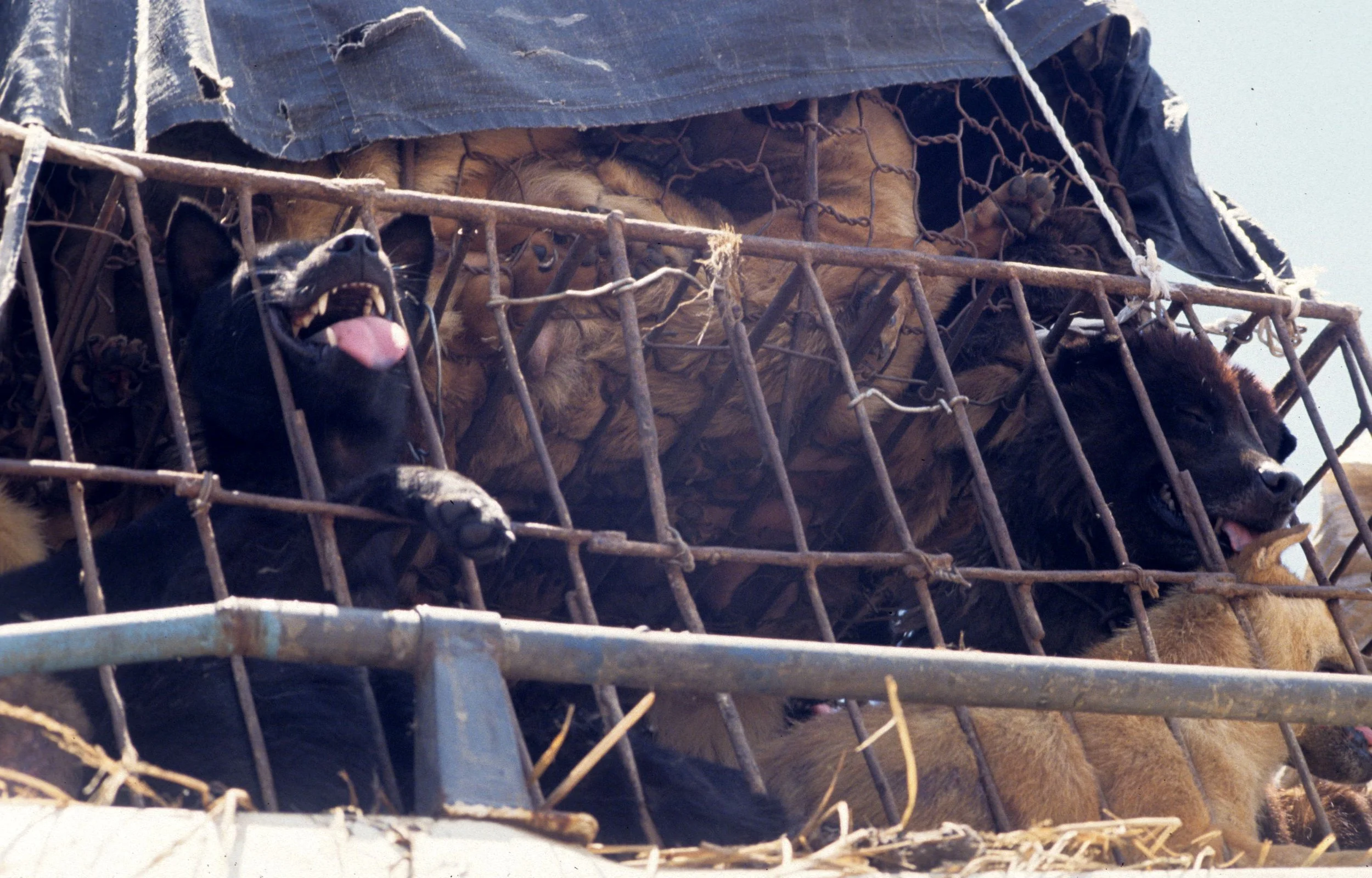 VIET NAM - DOGS FOR FOOD.jpg