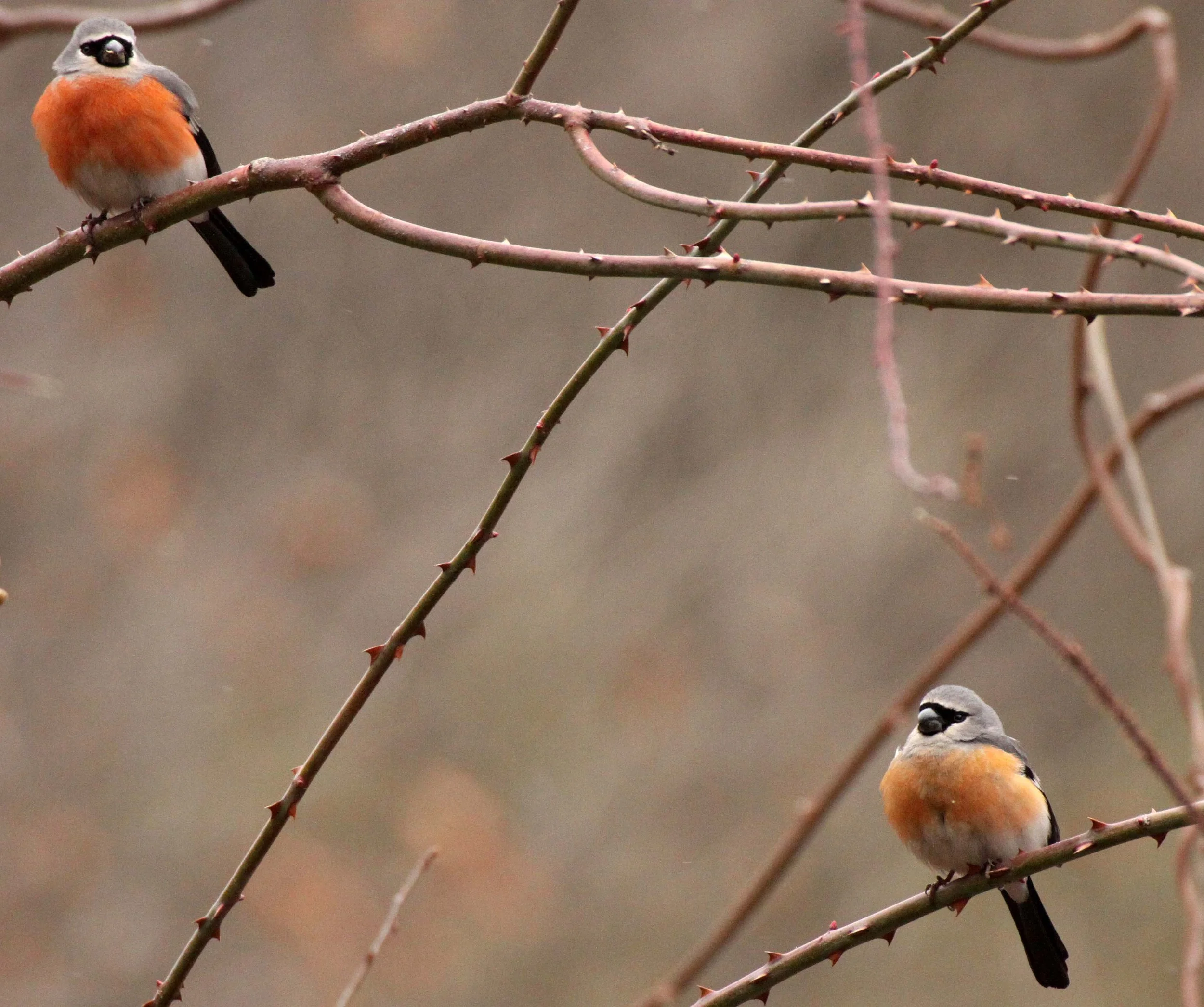 Grey-headed Bullfinch (Pyrrhula erythaca) foping Nature Reserve, Shaanxi China (6).JPG