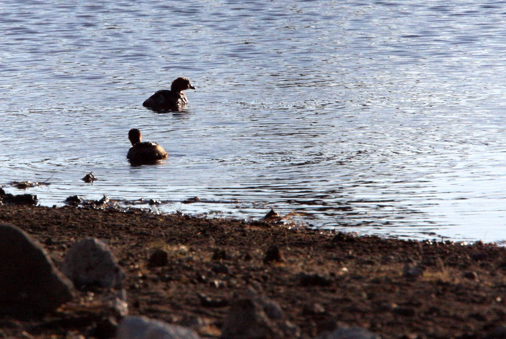 Little Grebe (Tachybaptus ruficollis) Etosha NP Namibia (1).JPG