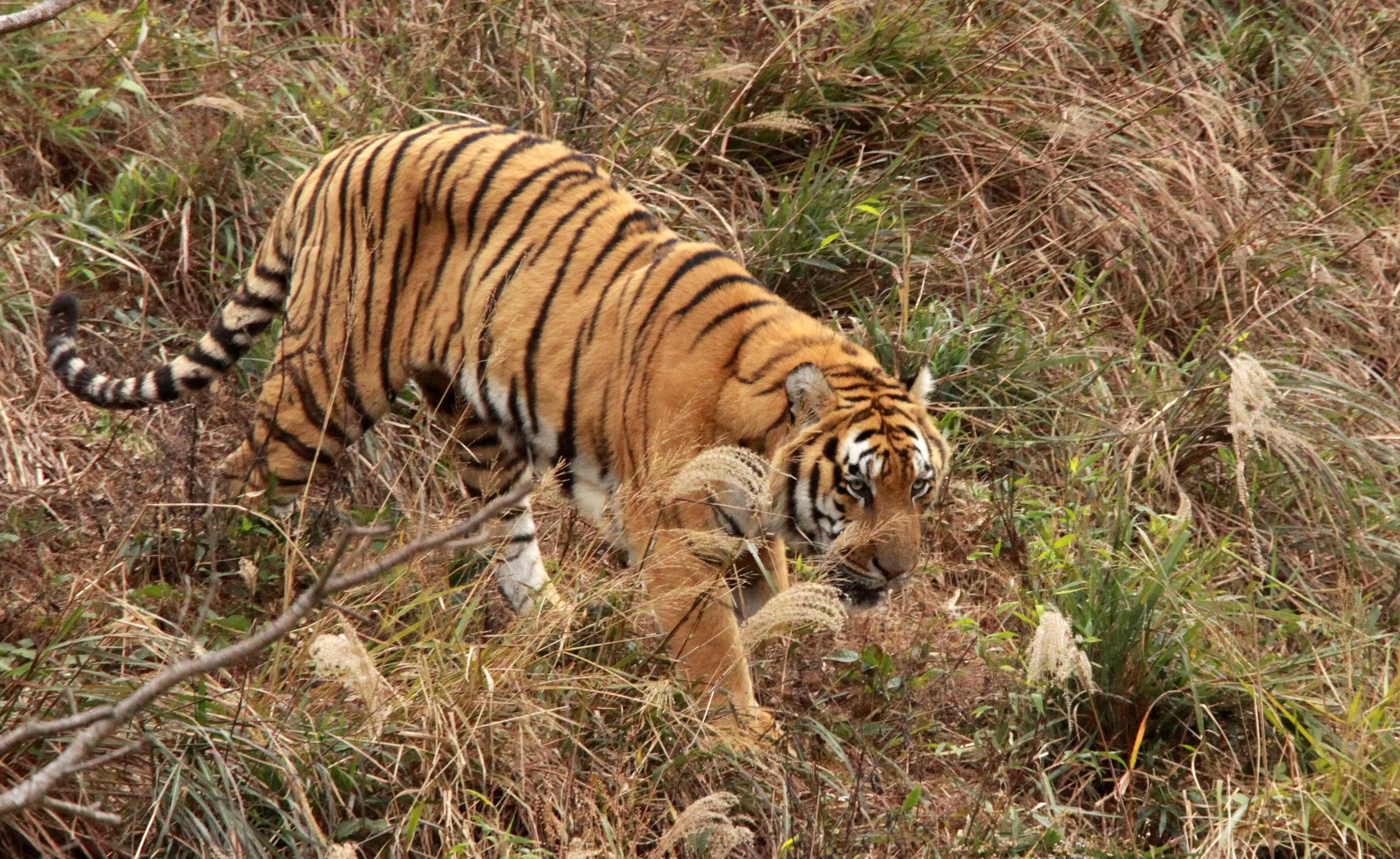 Panthera tigris amoyensis - SOUTH CHINA (AMOY or XIAMEN) TIGER - MEIHUASHAN NEAR XIAMEN - FUJIAN CHINA (42).JPG