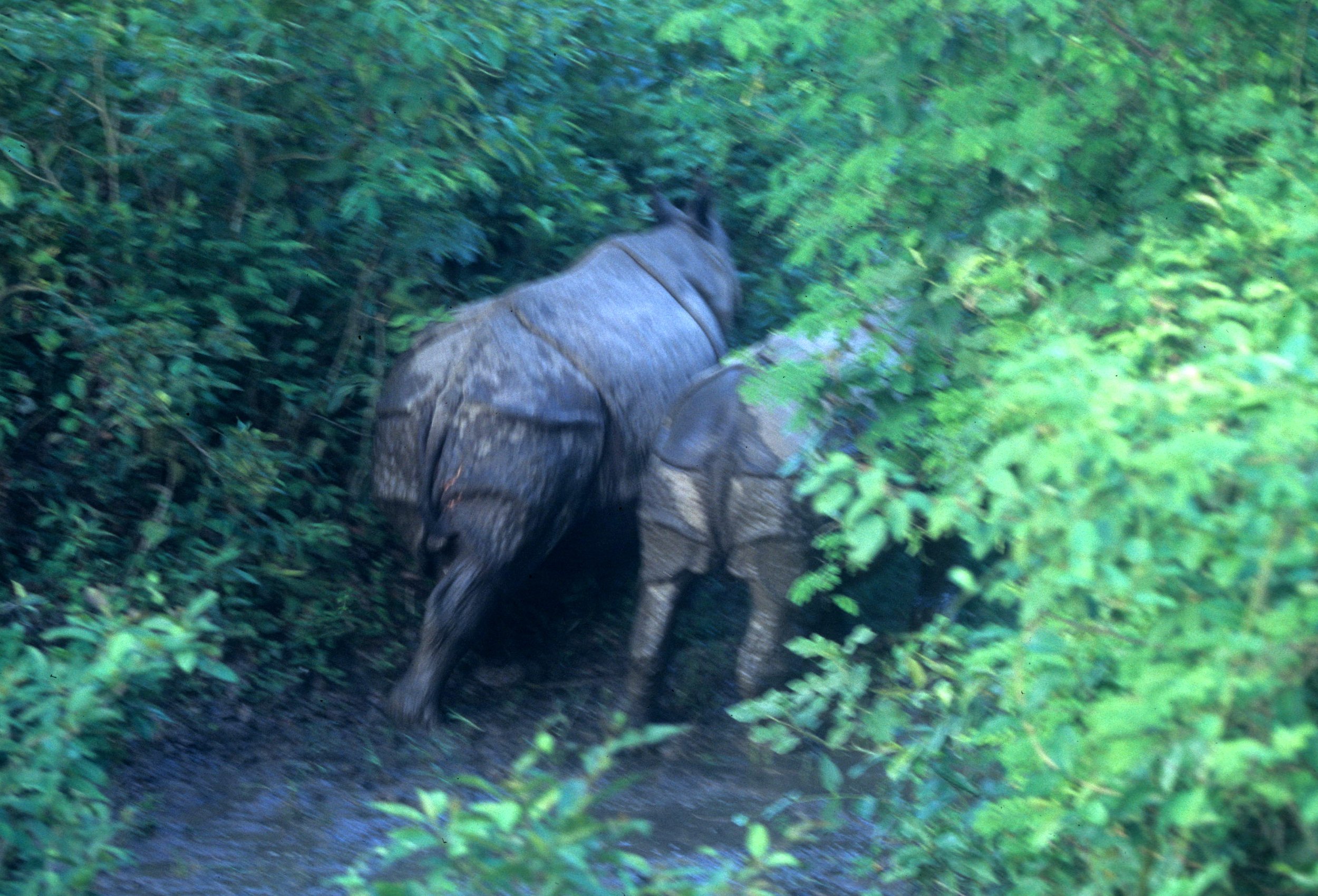 Rhinoceros unicornis - INDIAN (ASIAN ONE-HORNED) RHINOCEROS - CHITWAN NATIONAL PARK NEPAL (5).jpg