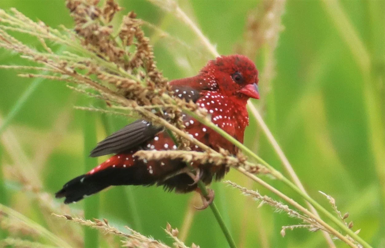 RED AVADAVAT - Amandava amandava - LAD KRABANG  THAP YAO RICE FIELDS AUGUST 14 2021 (22).jpg