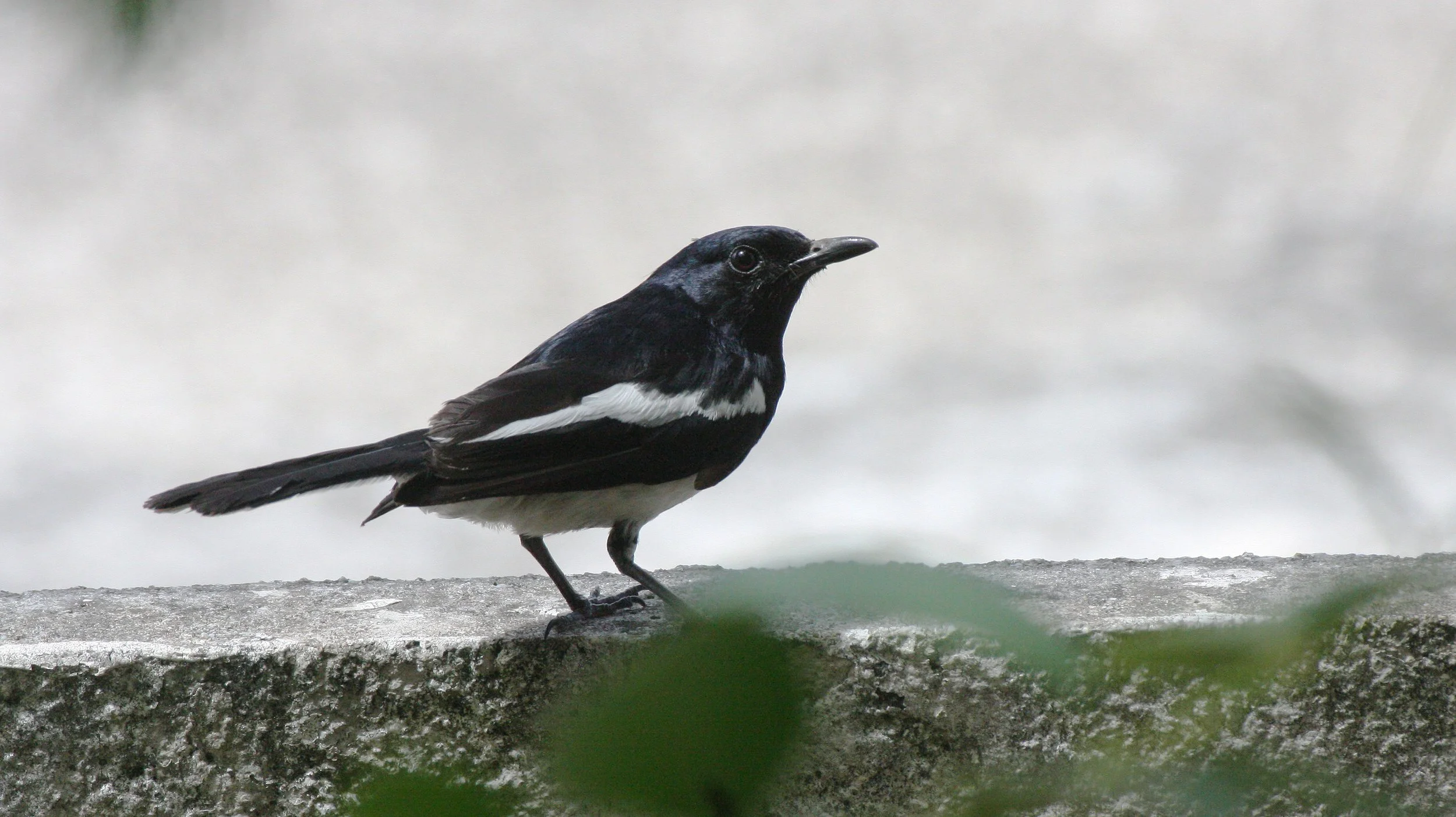 ROBIN - ORIENTAL MAGPIE ROBIN - Copsychus saularis - COPSYCHUS SAULARIS - NST THAILAND (5).JPG