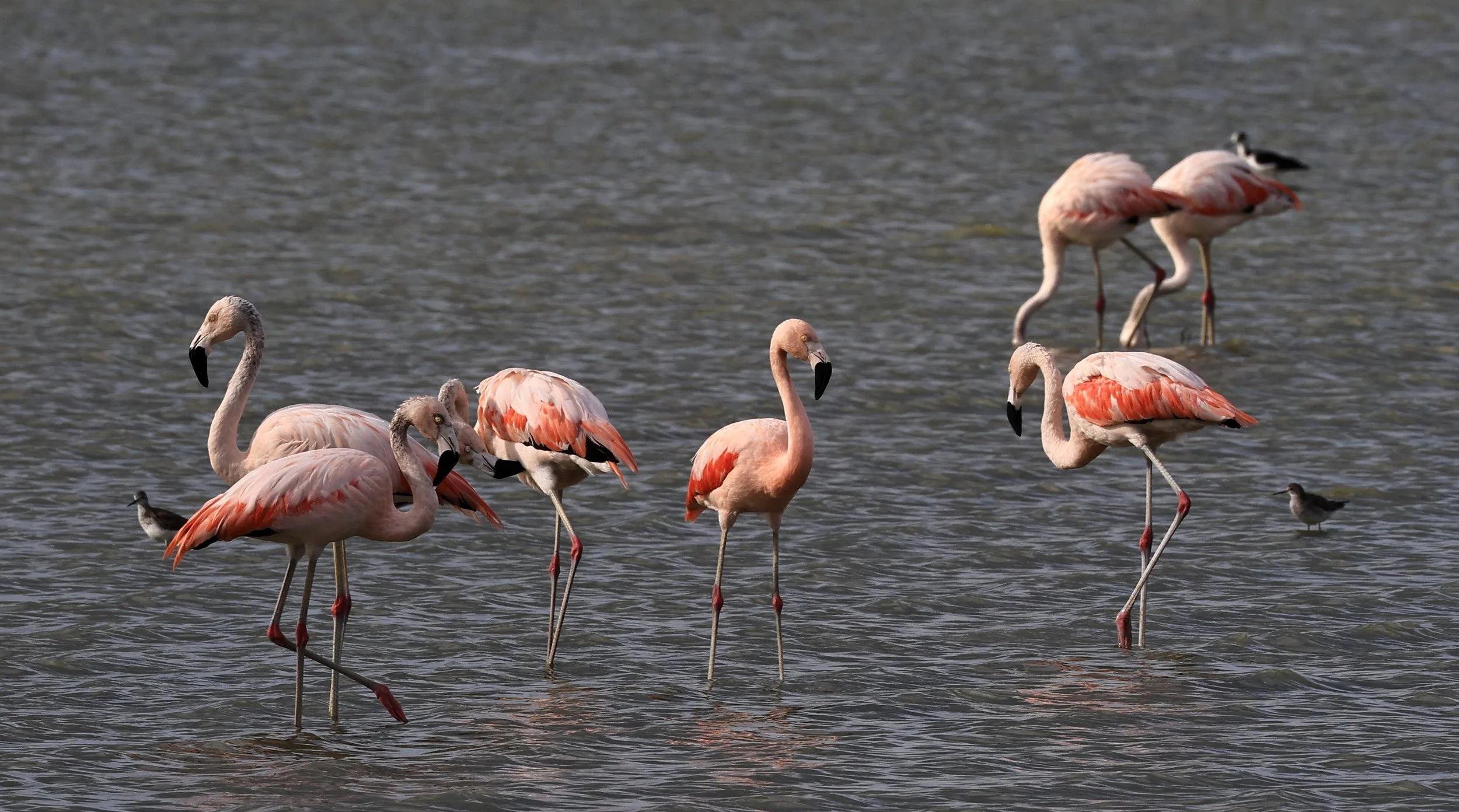 Chilean Flamingo (Phoenicopterus chilensis) Chaco Lodge & Laguna Salada Paraguay 