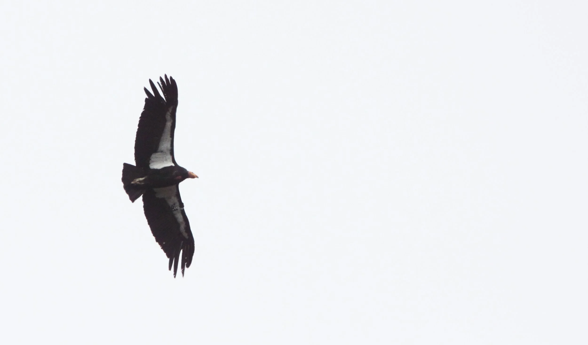 Gymnogyps californianus - CALIFORNIA CONDOR - PINNACLES NATIONAL MONUMENT CALIFORNIA (80).JPG