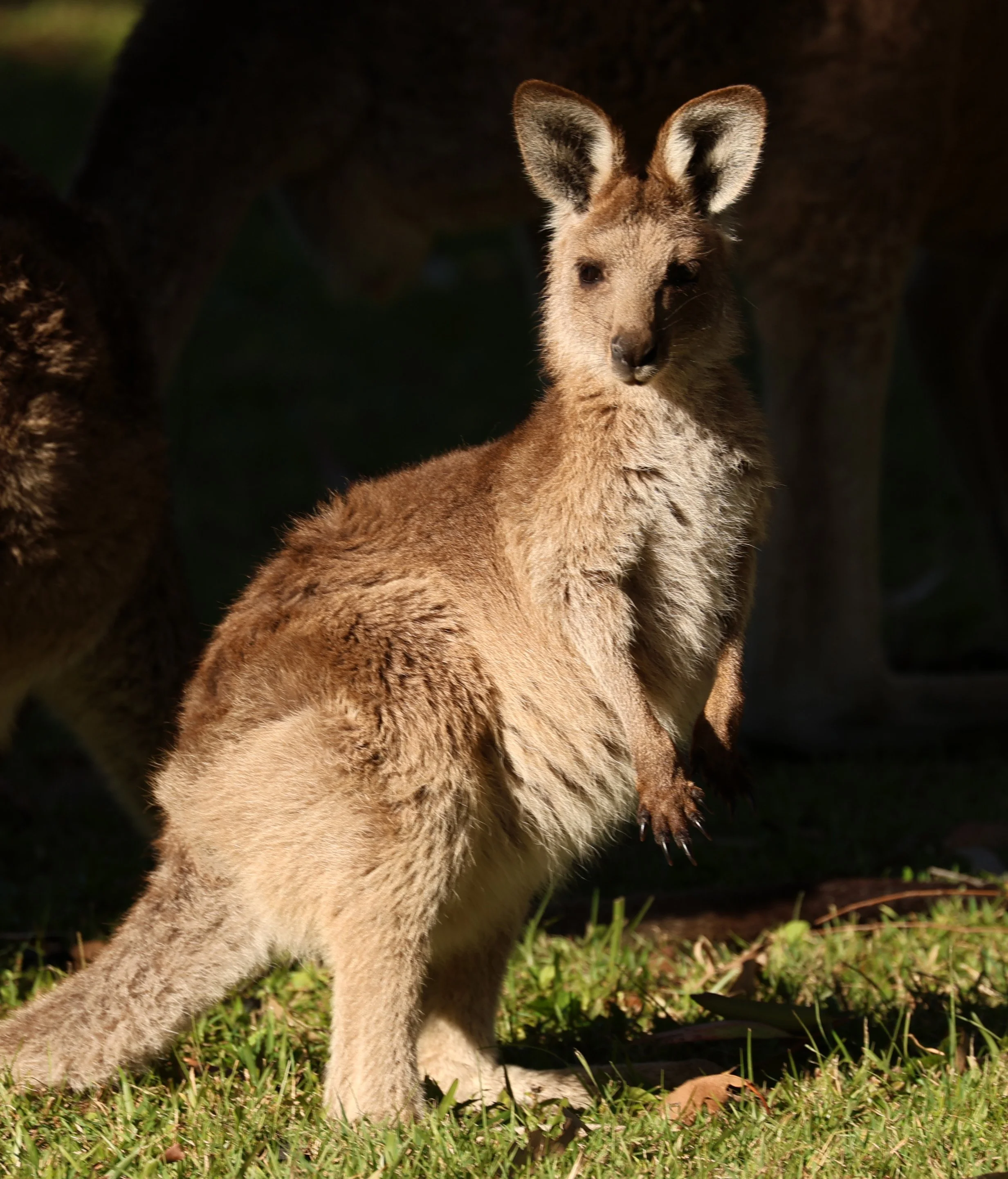Eastern Grey Kangaroo (Macropus giganteus giganteus) Koala Trail Road and Locations South of Brisbane - Queensland 