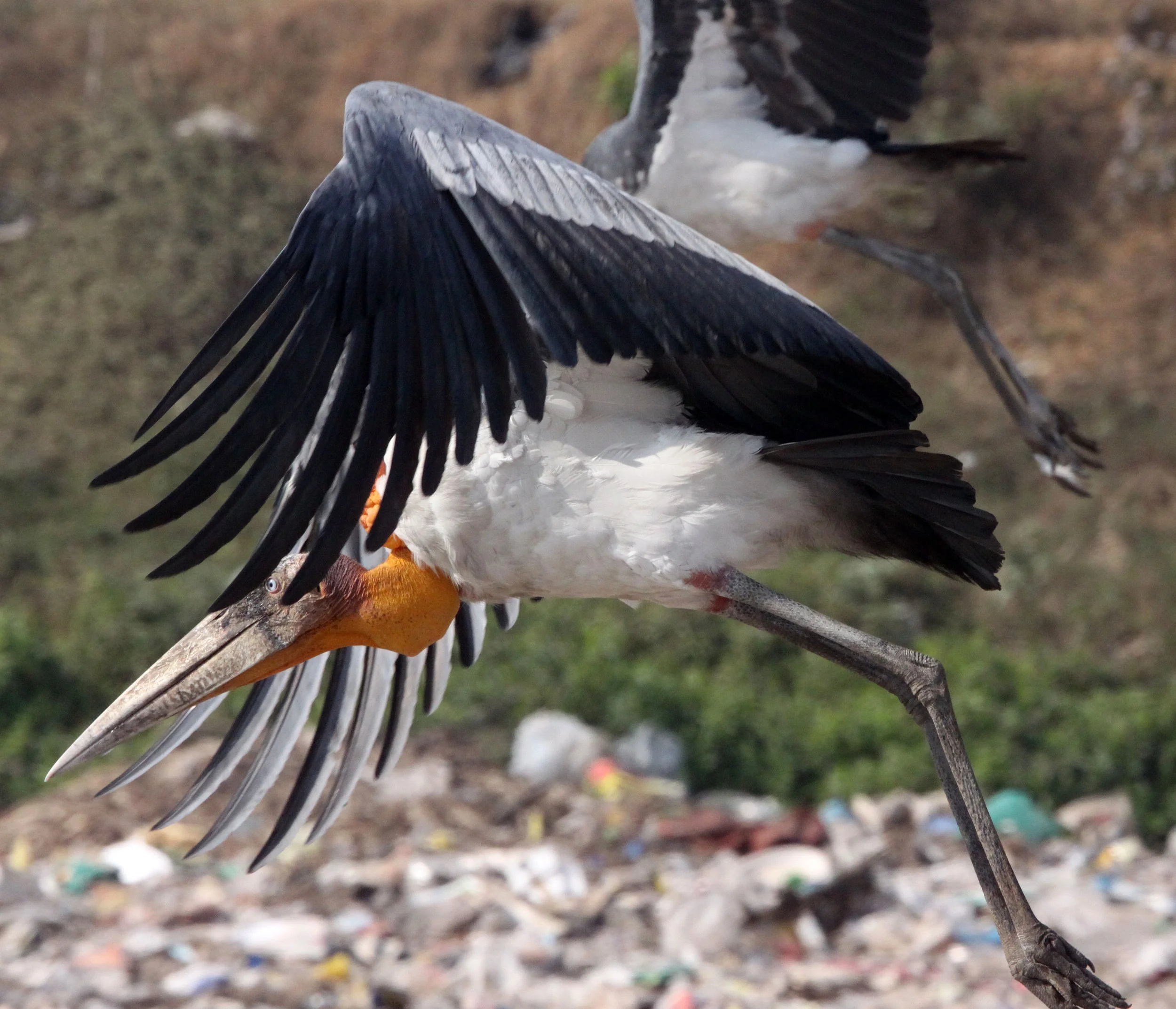 STORK - GREATER ADJUTANT STORK - Leptoptilos dubius - GUWAHATI DUMP ASSAM INDIA (19).JPG