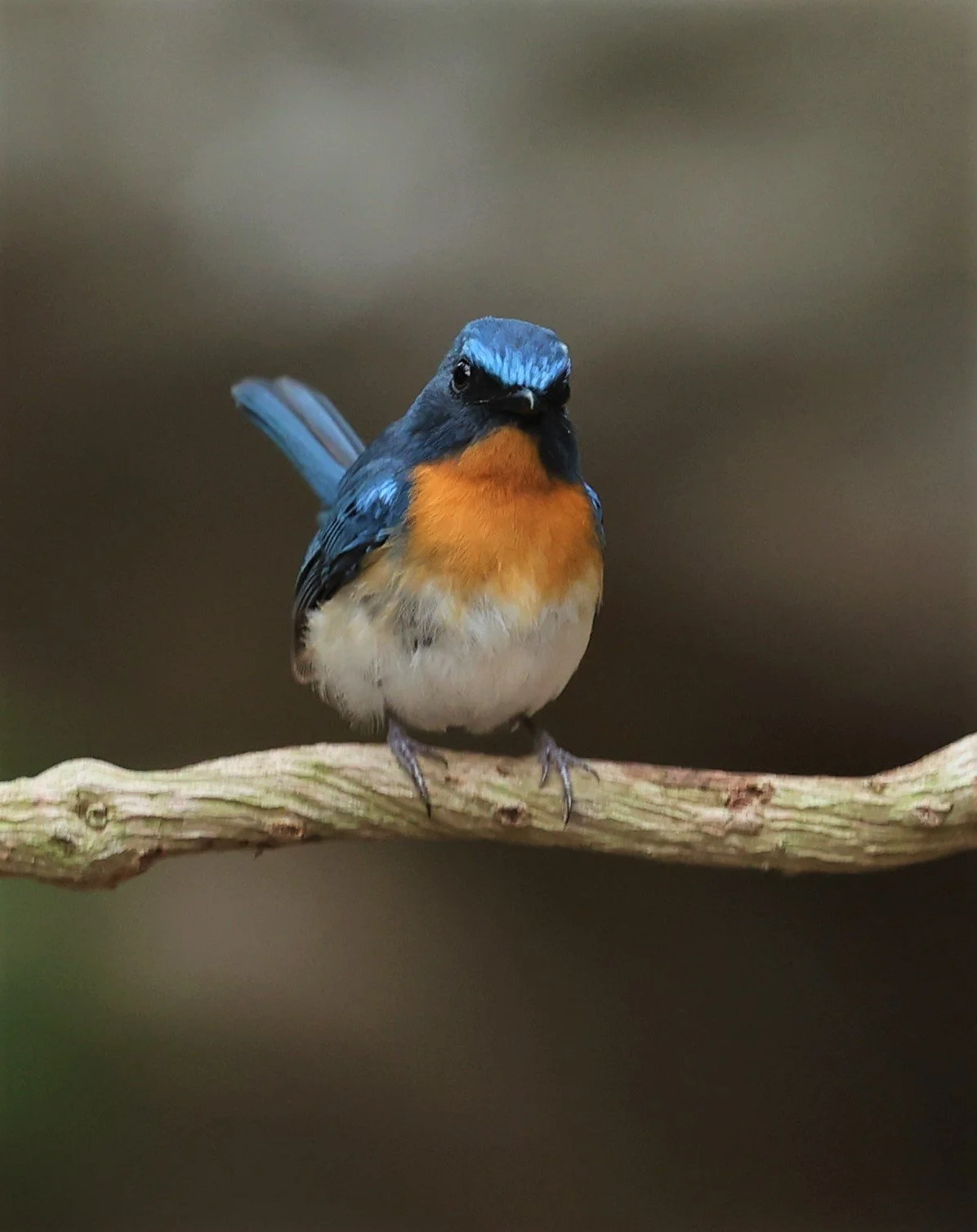 FLYCATCHER - INDOCHINESE BLUE-FLYCATCHER - Cyornis sumatrensis - SRI SATCHANALAI NP MANAO WATERHOLE MAY 1 2022 (6).jpg