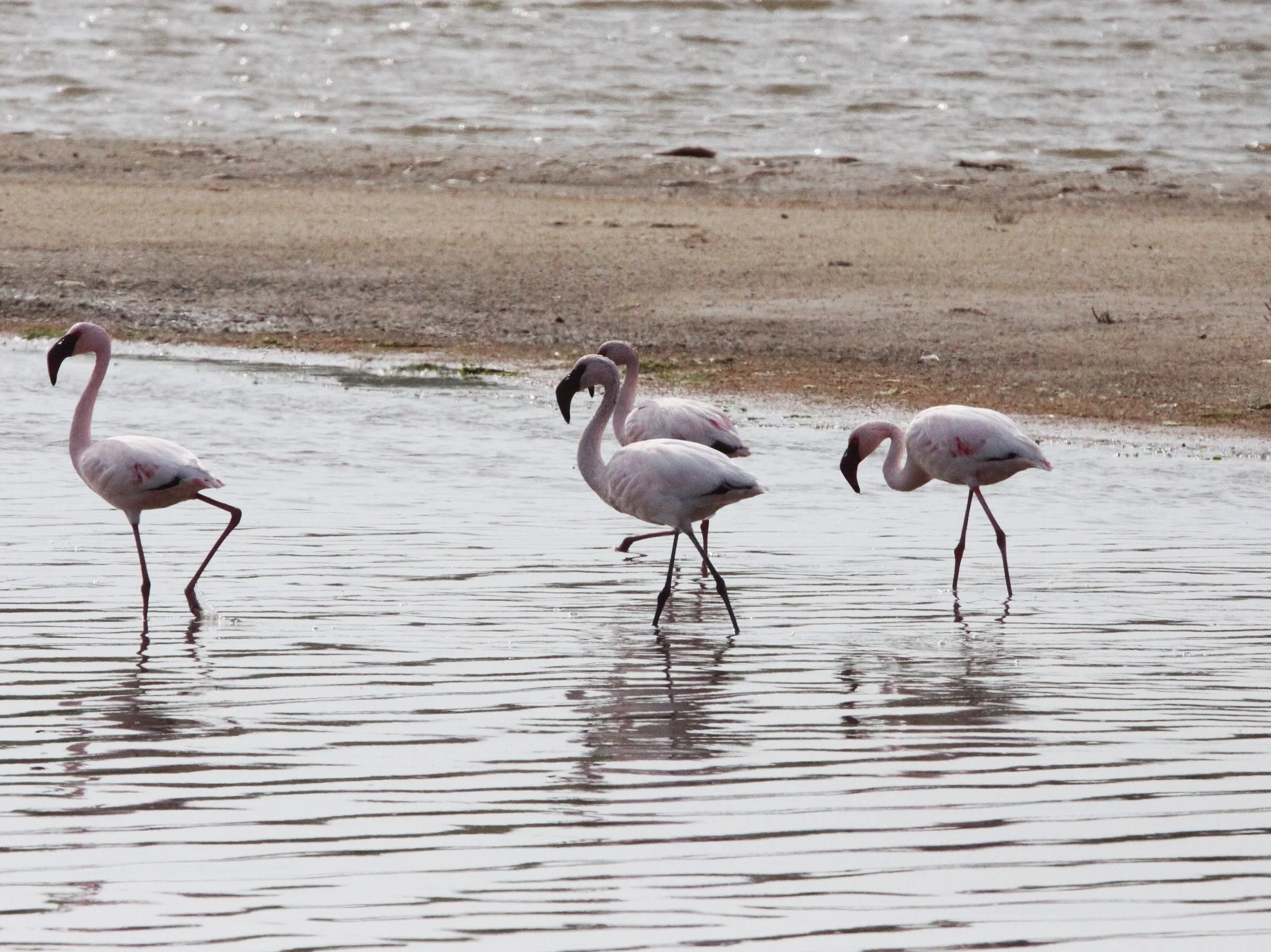 Phoeniconaias minor - Lesser Flamingo - Eland's Bay South Africa (8).JPG