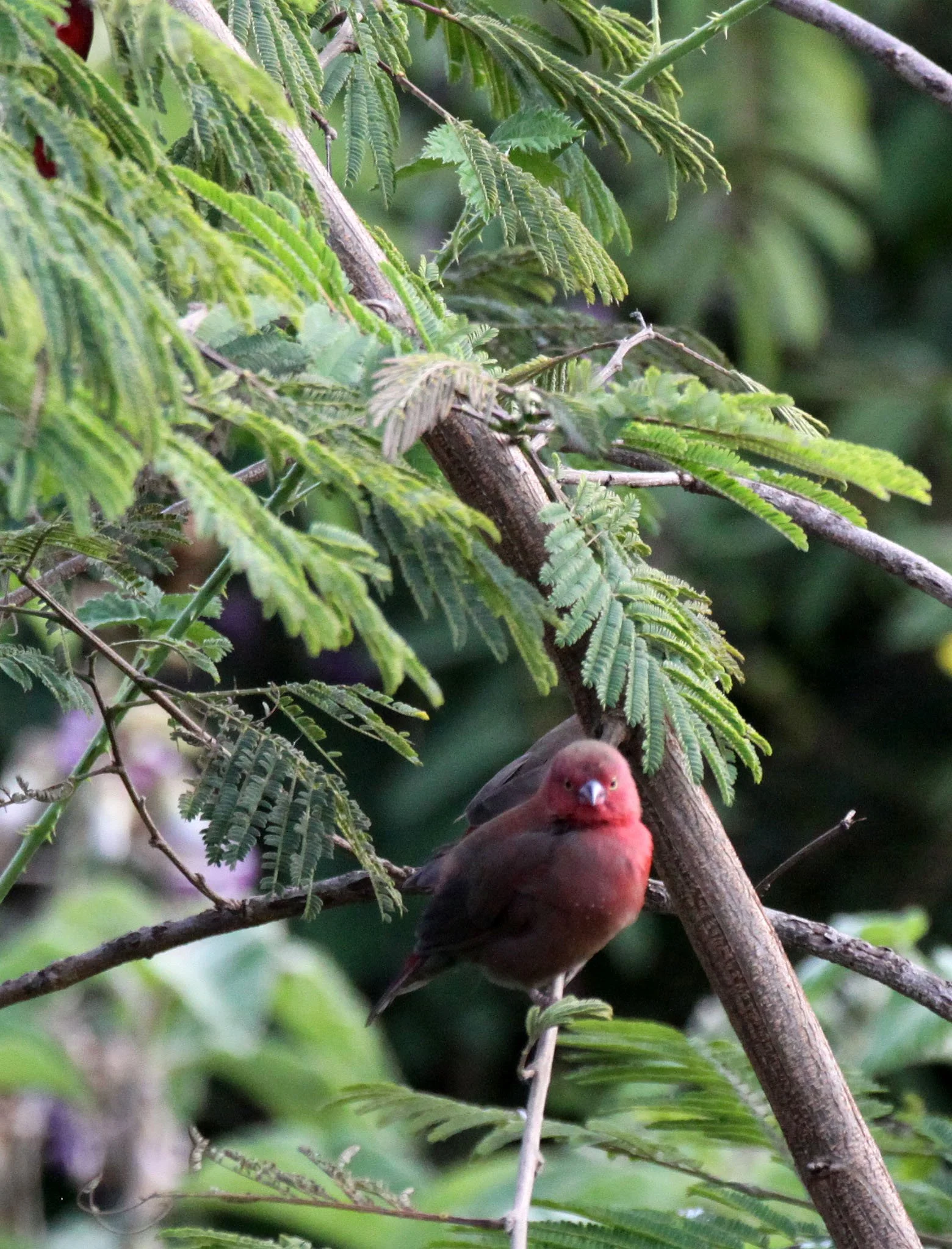 Genus Lagonosticta Firefinches — Coke Smith Wildlife