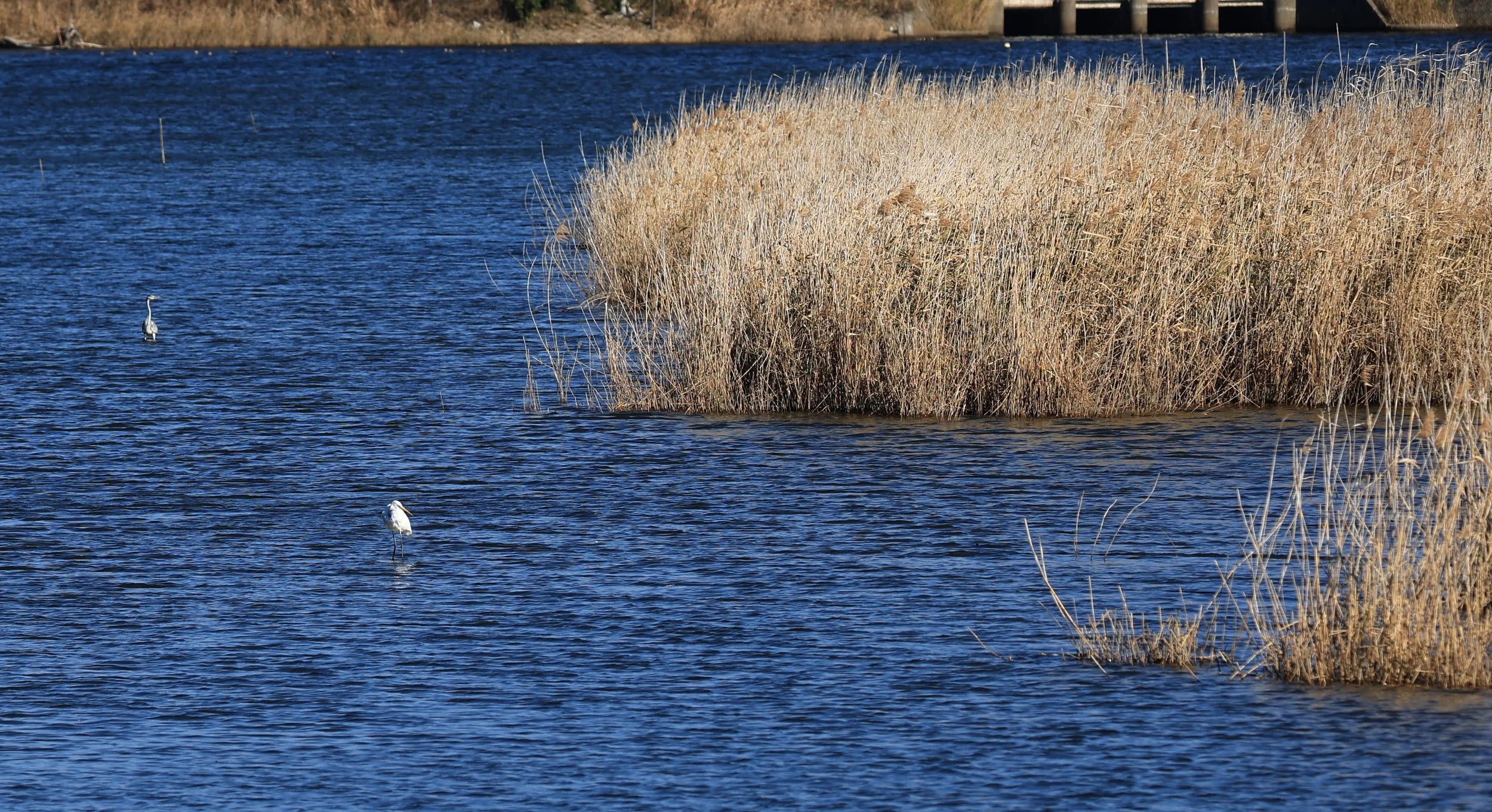 Shimotonda Sadowaracho Birding Ponds Miyazaki Kyushu Japan