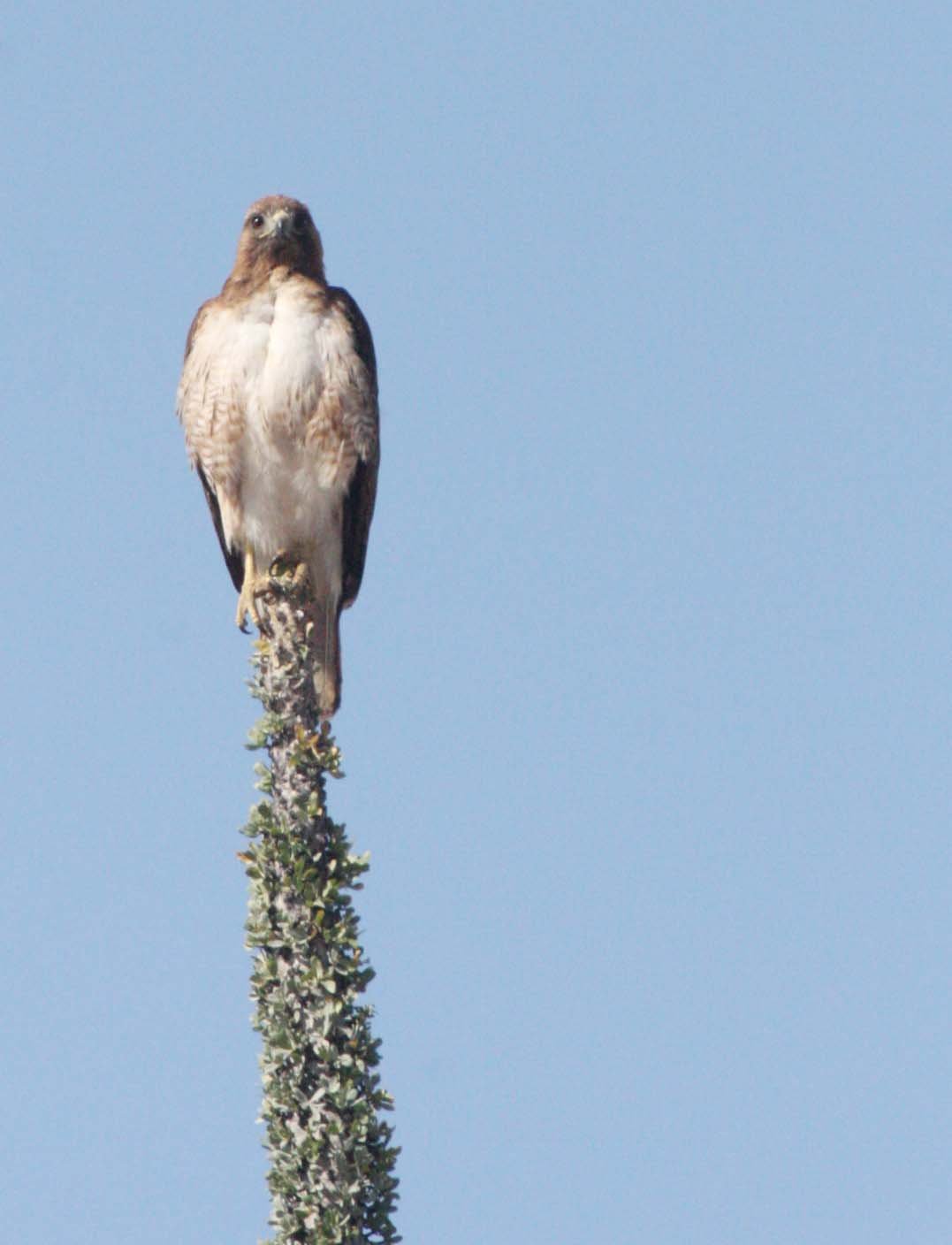 Buteo jamaicensis - RED-TAILED HAWK - SOUTHWESTERN MORPHOTYPE - NOTE PALE BELLY - CATAVINA DESERT BAJA MEXICO (3).JPG