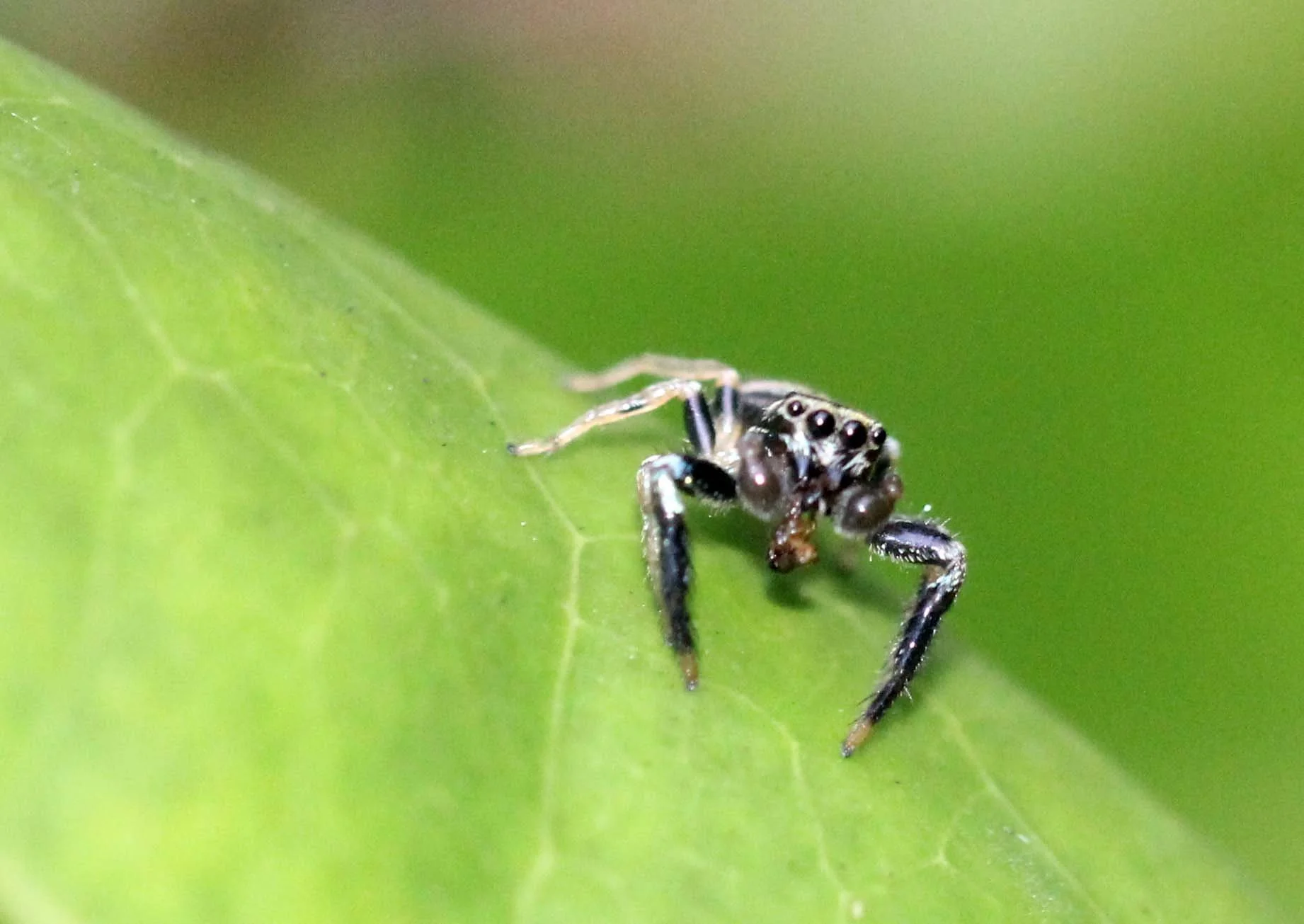 2013 in Nakhonsithammarat and some Krabi with Family (89).JPG