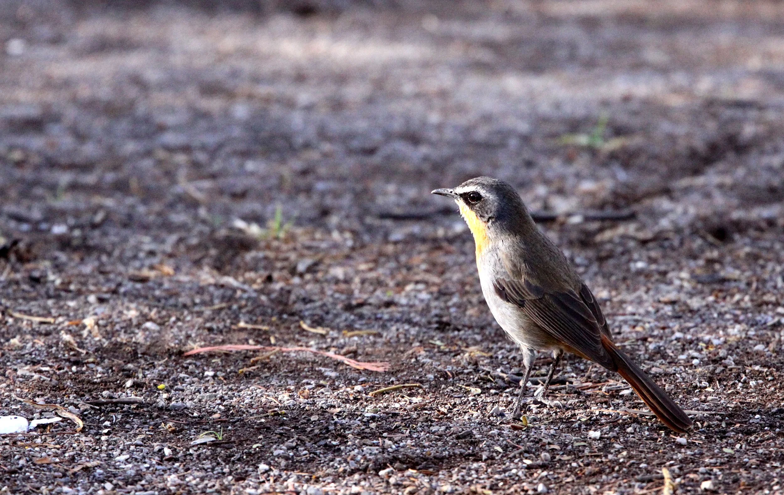 BIRD - ROBIN-CHAT - CAPE ROBIN-CHAT - COSSYPHA CAFFRA - KAROO NATIONAL PARK SOUTH AFRICA (3).JPG