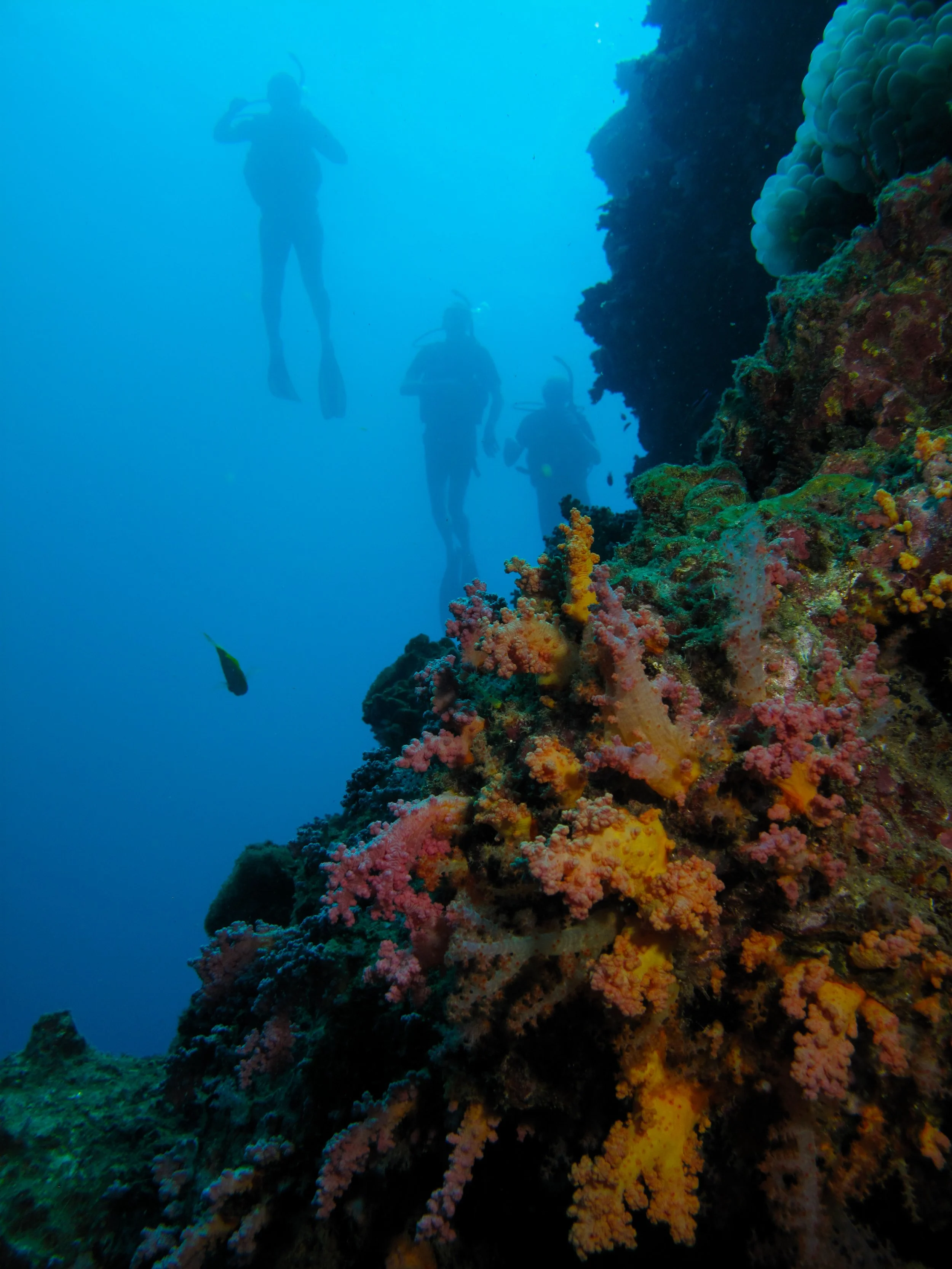 2013 Diving Koh Lanta (96).jpg