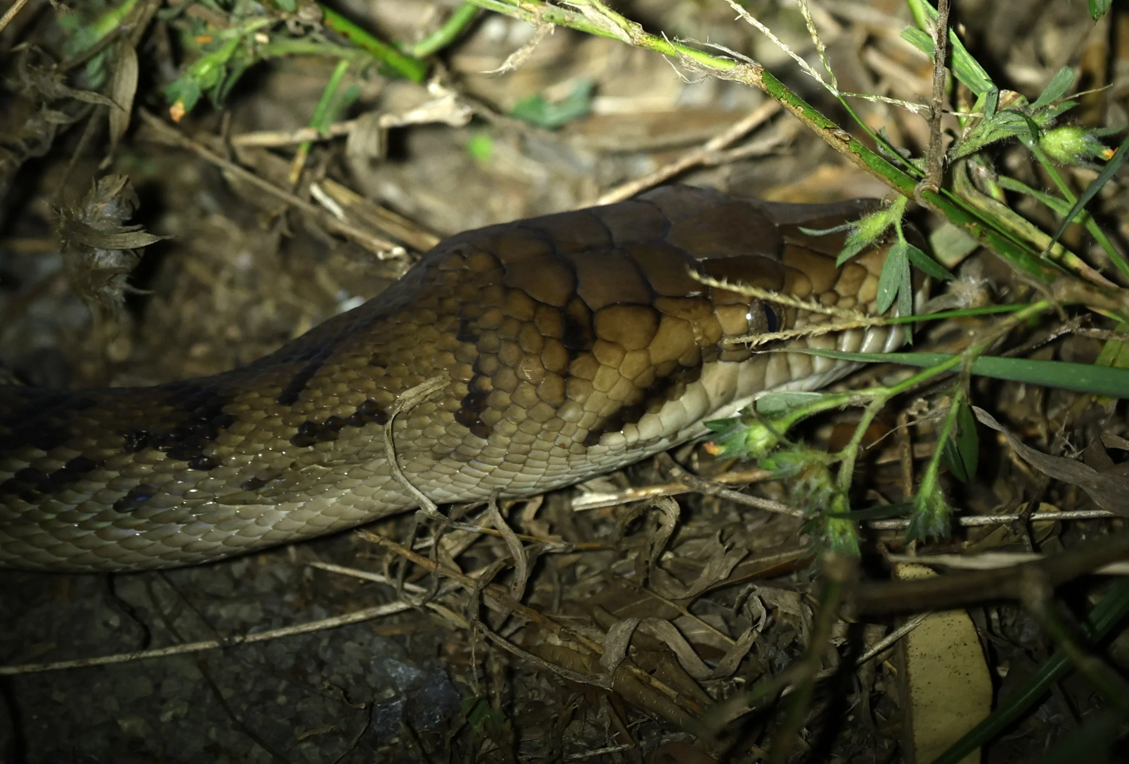 Amethystine or Australian Scrub Python (Simalia kinghorni) Road to Lions Den Restaurant - Queensland (10).jpg