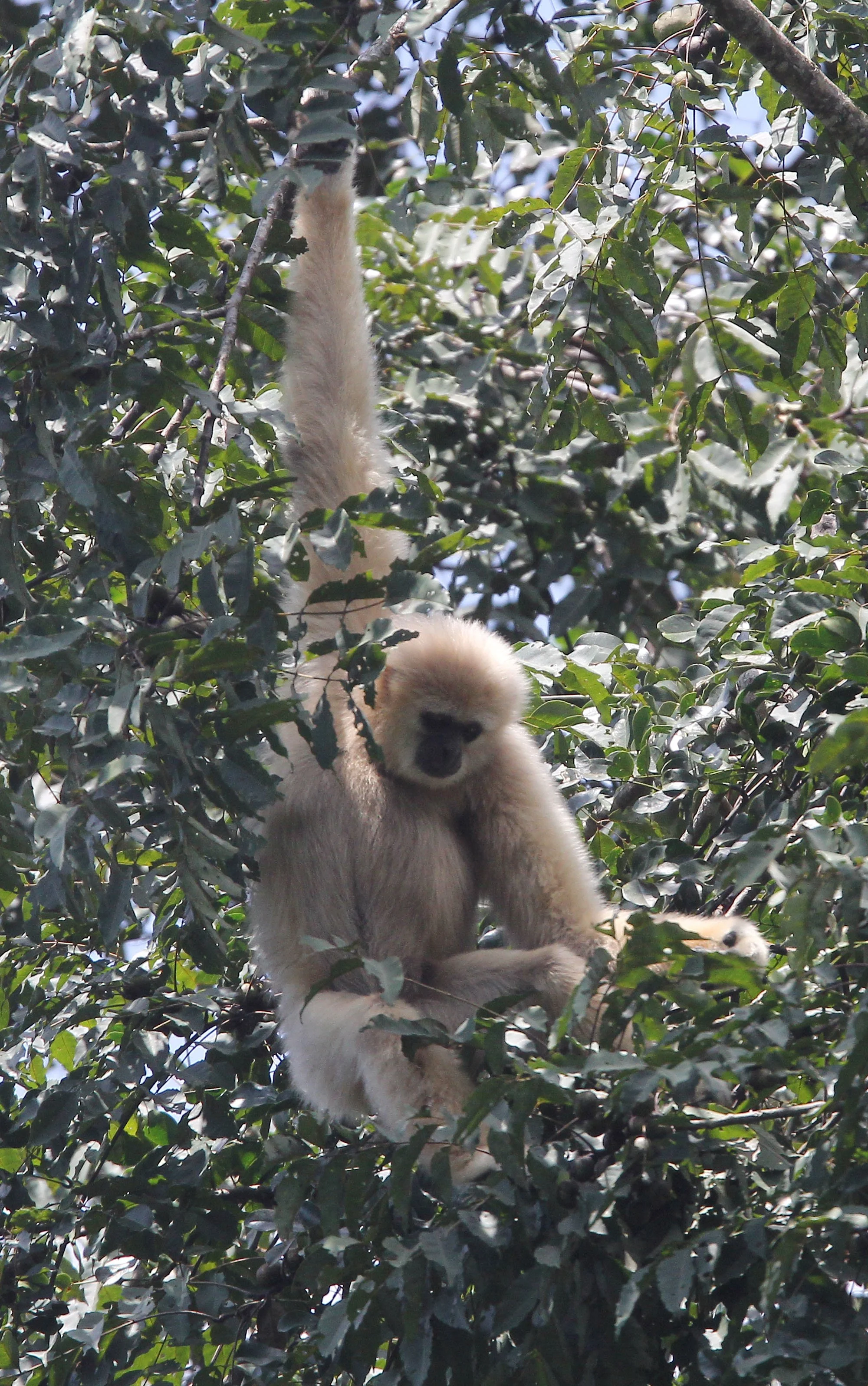 HYLOBATIDAE - Hylobates lar entelloides - LAR GIBBON (WHITE-HANDED) - KHAO YAI NATIONAL PARK THAILAND (115).JPG