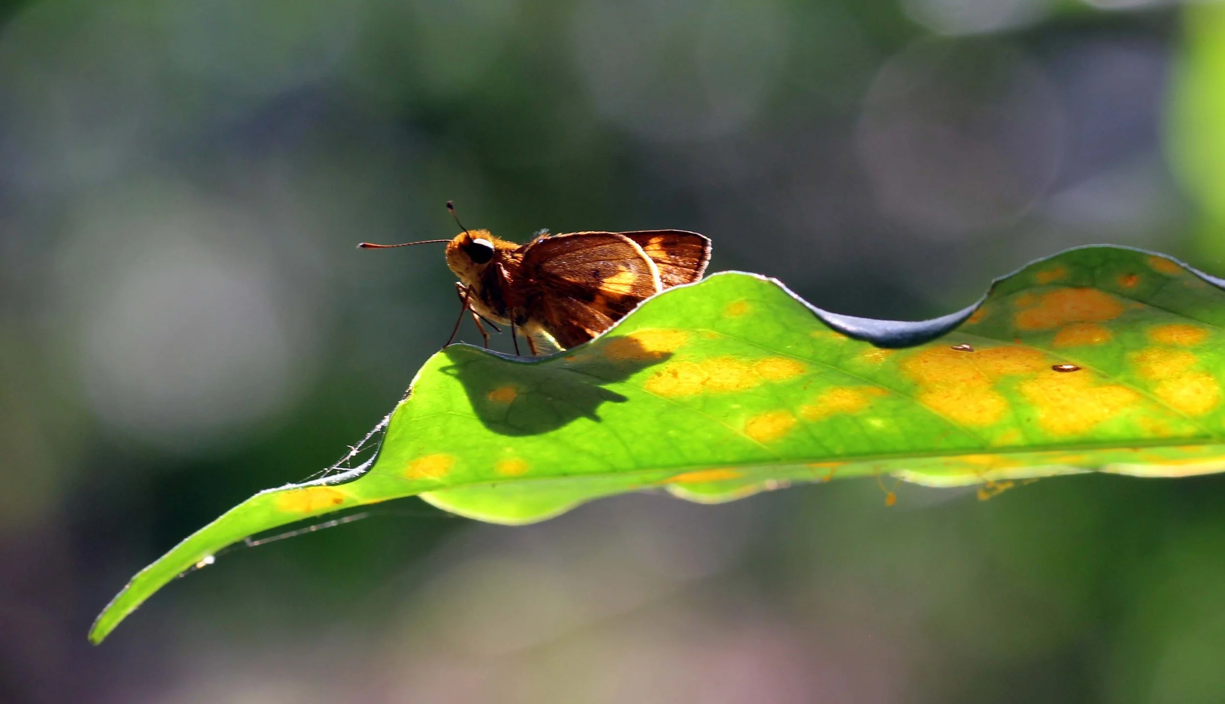 Hesperiidae - Unidentified Skipper Moth - Valparai, Tamil Nadu, India