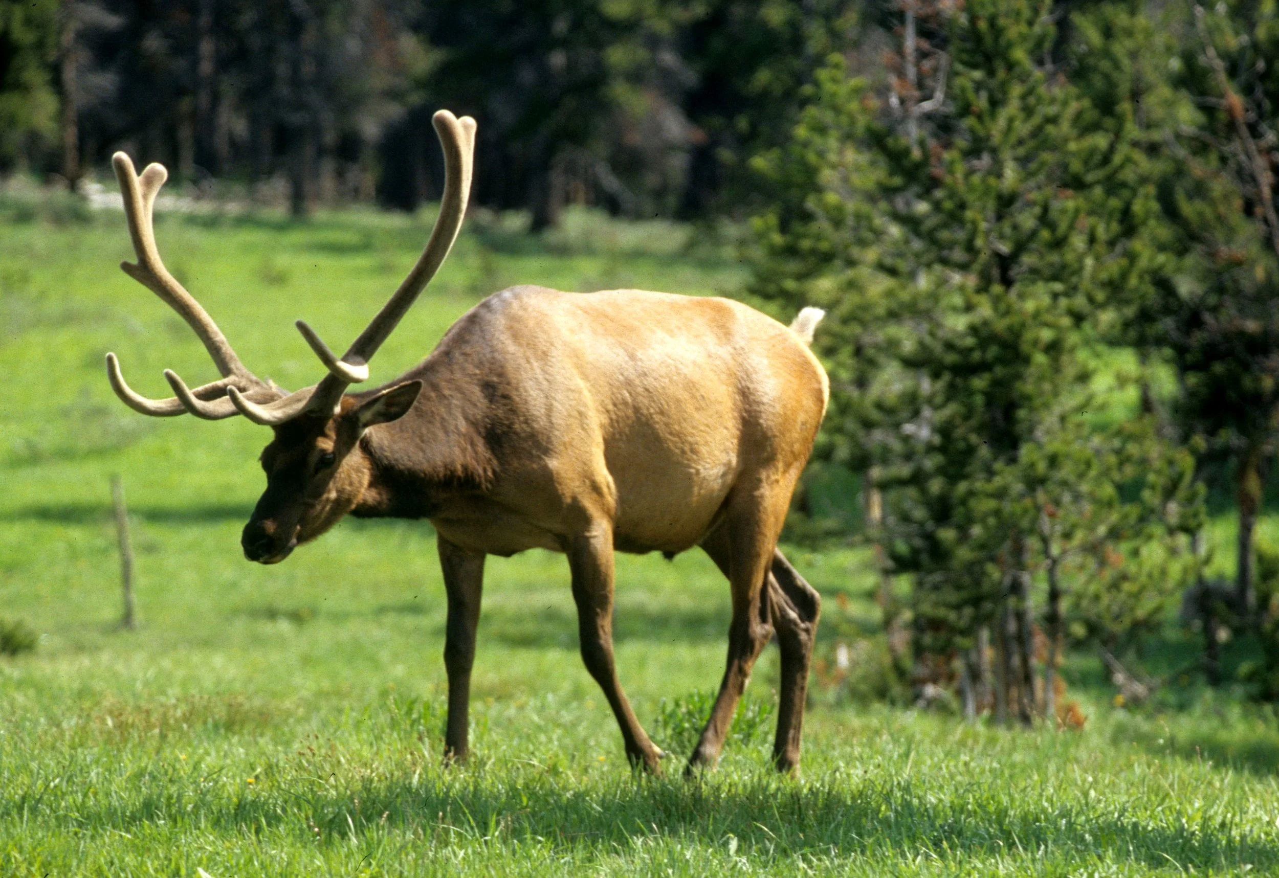 CERVID - ELK - ROOSEVELT - OP A.jpg