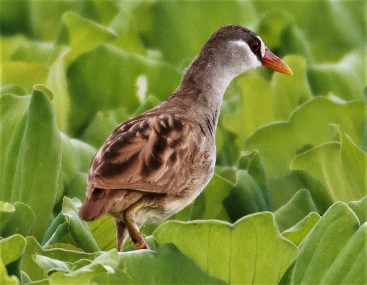 White-browed Crake (Porzana cinerea) Khon Kaen Sewage Treatment Plant (7).jpg