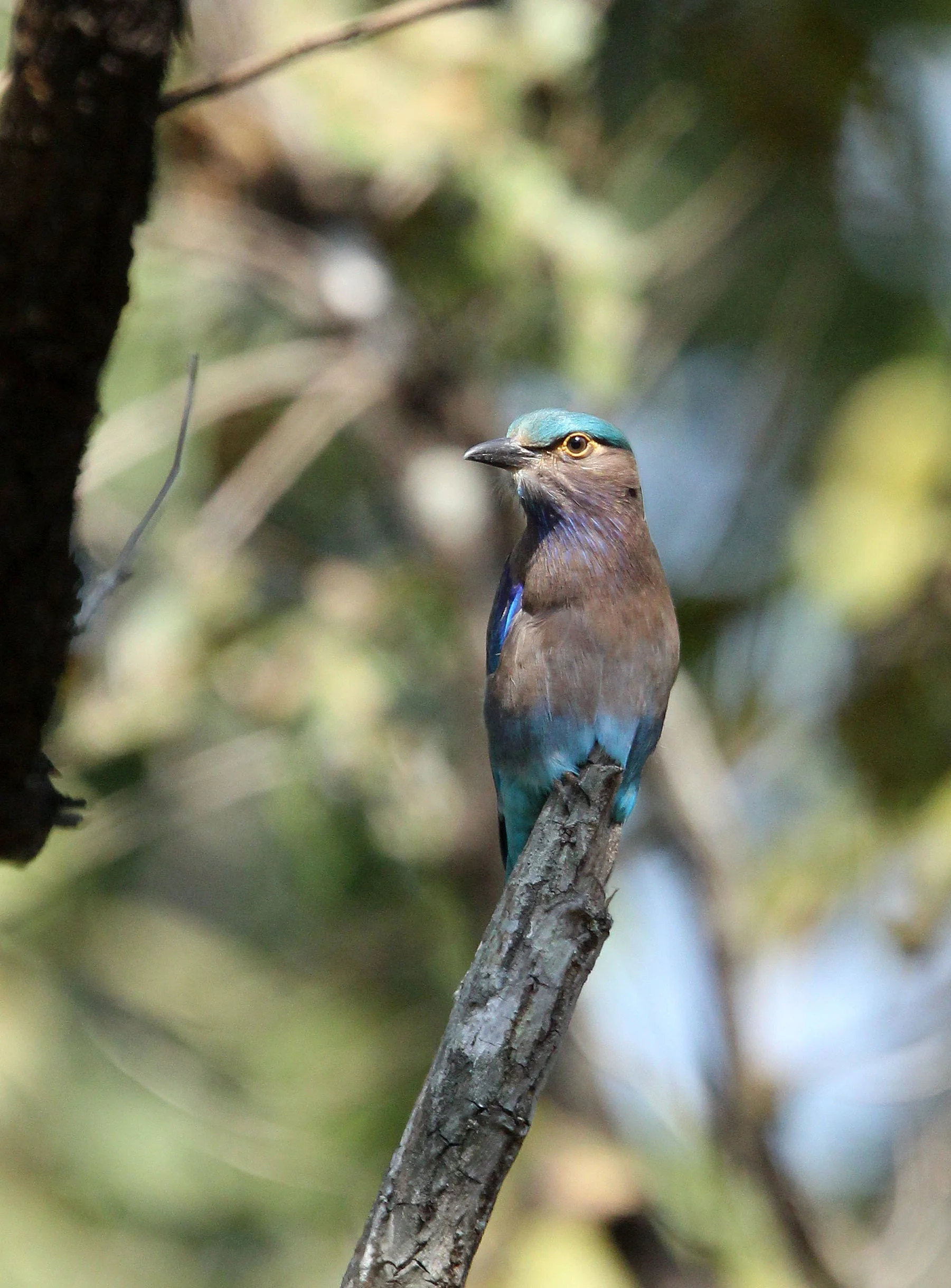 Indochinese Roller (Coracias affinis) Huai Kha Khaeng NWR Thailand (13).JPG