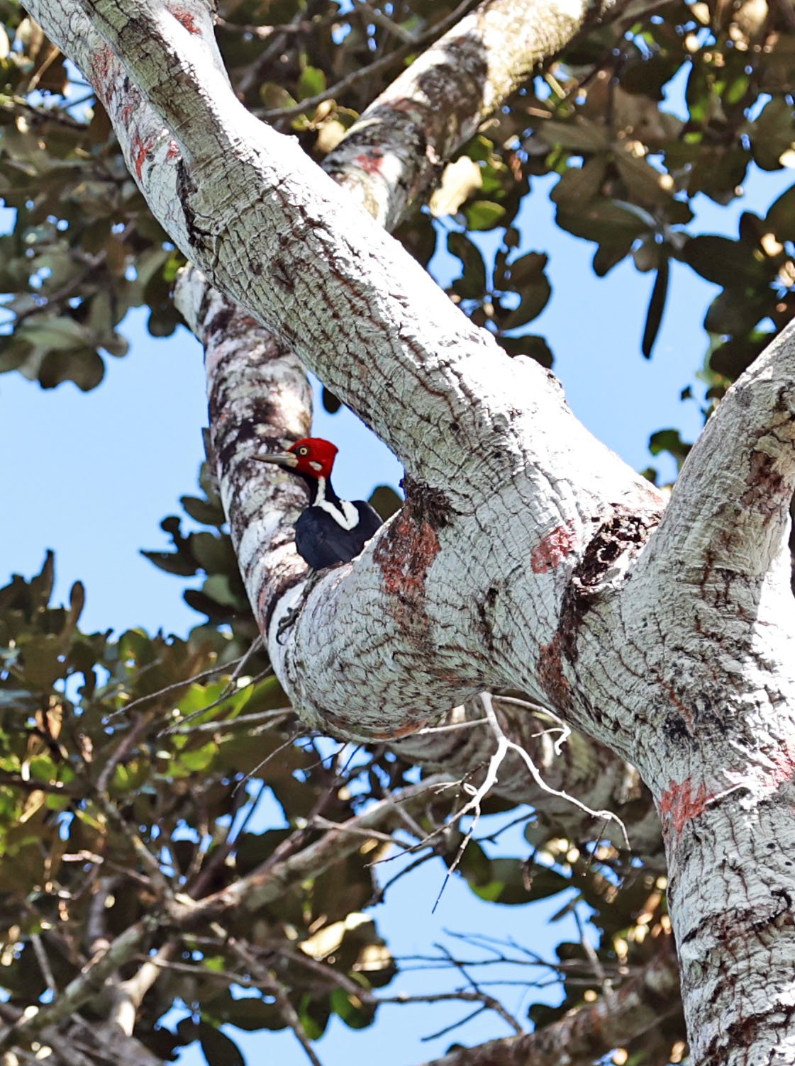 Woodpecker - Crimson-crested Woodpecker - Campephilus melanoleucos - Estancia, Sergipe & Northern Bahia State, Brazil (1).jpg