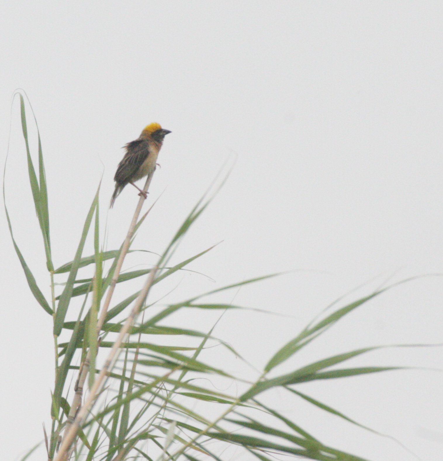 WEAVER - BAYA WEAVER - Ploceus philippensis - BUENG BORAPHET THAILAND  (1).JPG