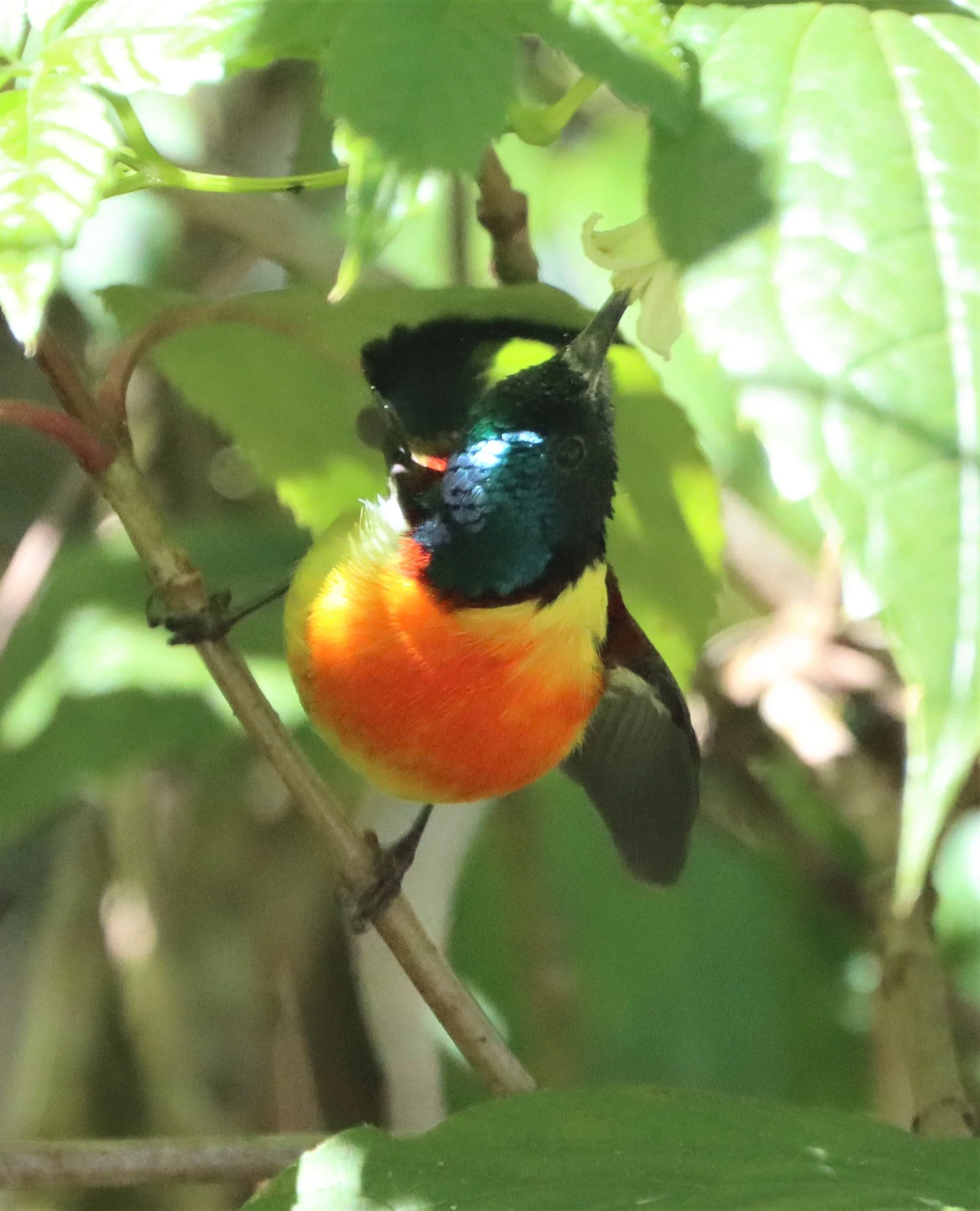 SUNBIRD - DOI INTHANON GREEN-TAILED SUNBIRD - Aethopyga nipalensis angkanensis - DOI INTHANON SUMMIT (11).jpg