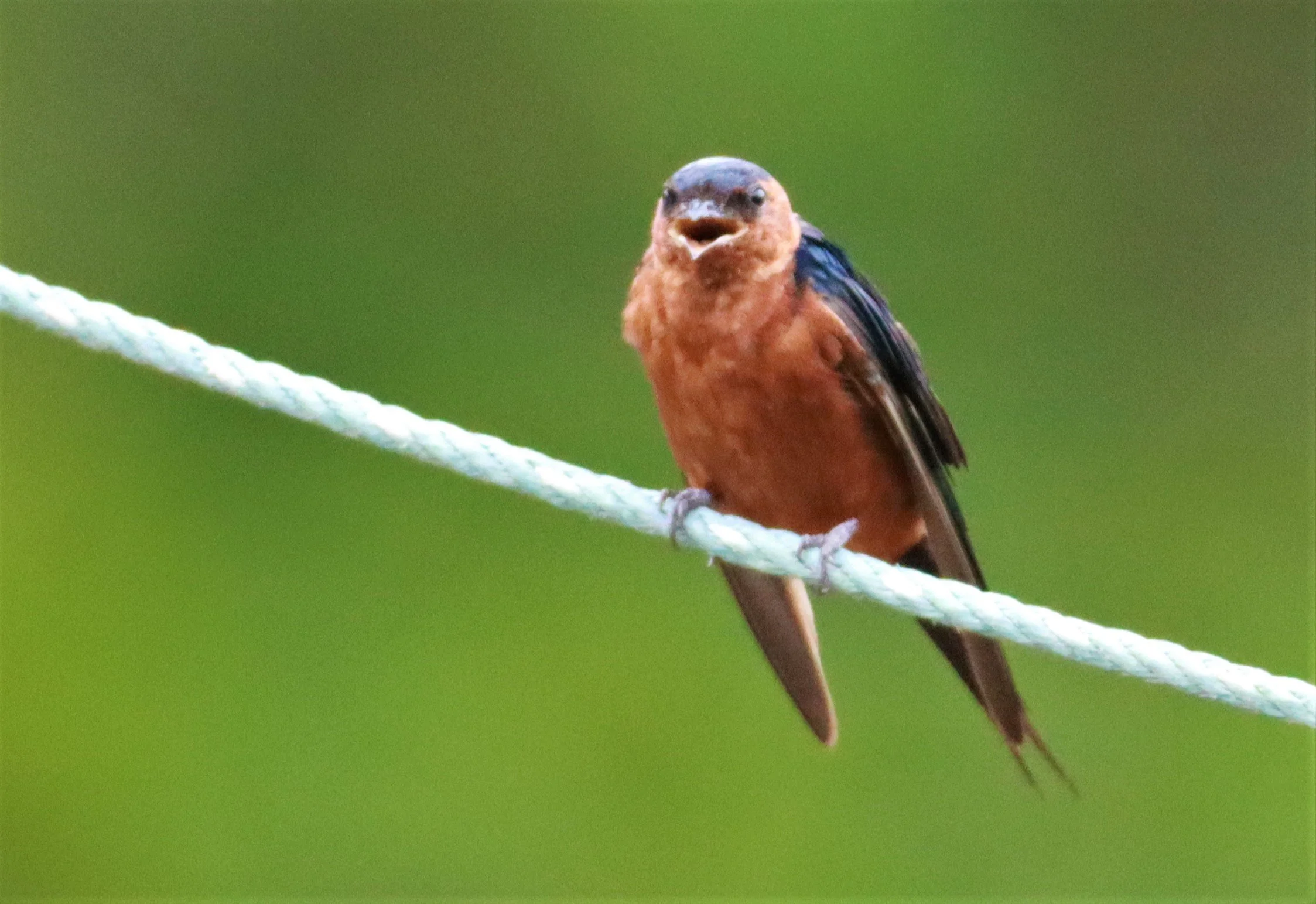 Rufous-bellied Swallow (Cecropis badia) Ao Phang Nga NP Thailand (1).jpg