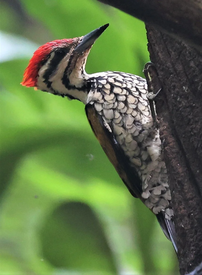 WOODPECKER - COMMON FLAMEBACK - Dinopium javenense - BAAN MAKA RESORT PETCHABURI PROVINCE (19).jpg