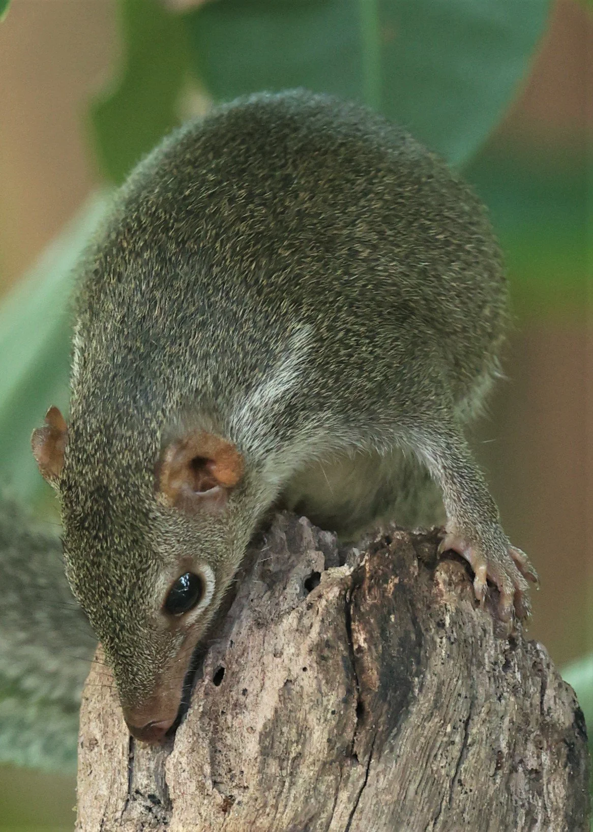 The Northern Treeshrew (Tupaia belangeri) is one of the most common small mammals you'll encounter in Khao Yai National Park. While they look remarkably like squirrels at a glance, they are actually more closely related to primates.