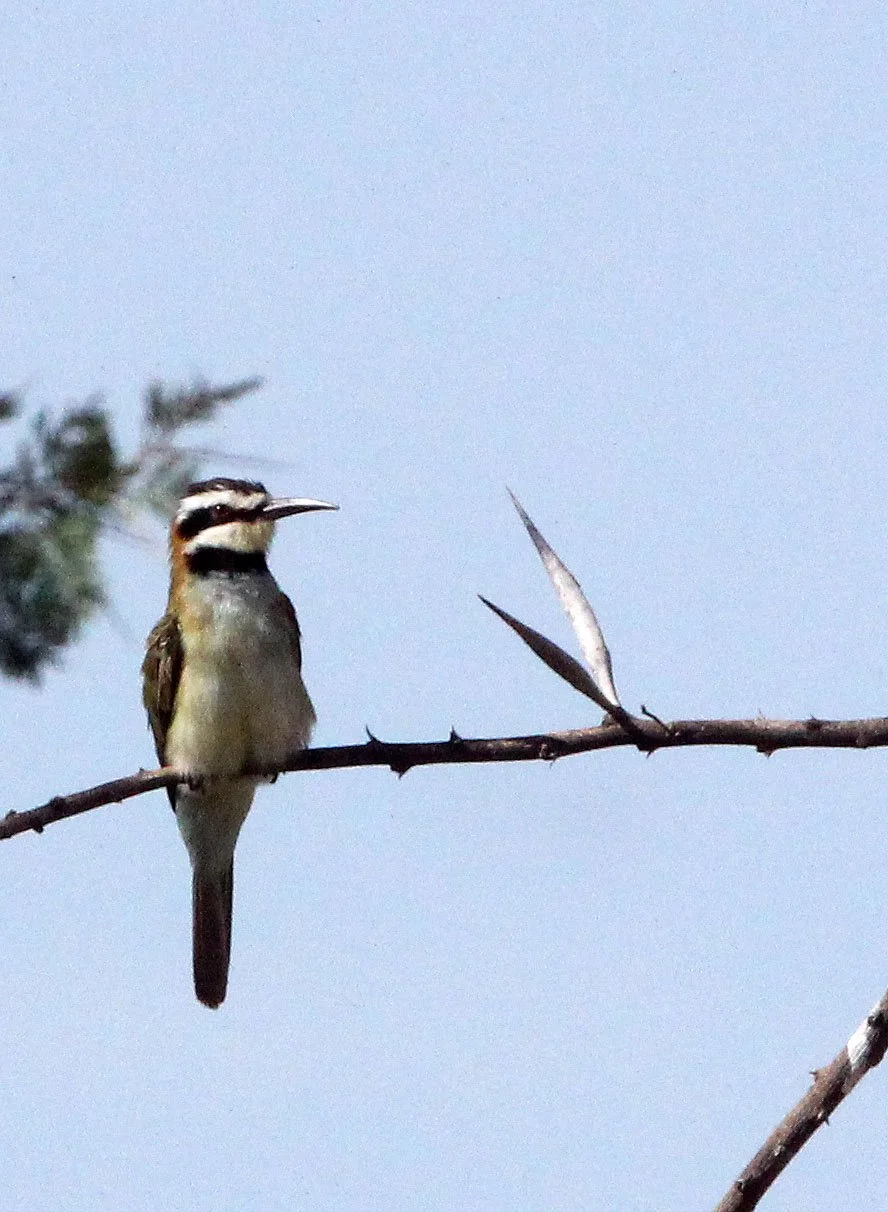 BIRD - BEE-EATER - WHITE-THROATED BEE-EATER - SAMBURU NATIONAL PARK KENYA (1).JPG