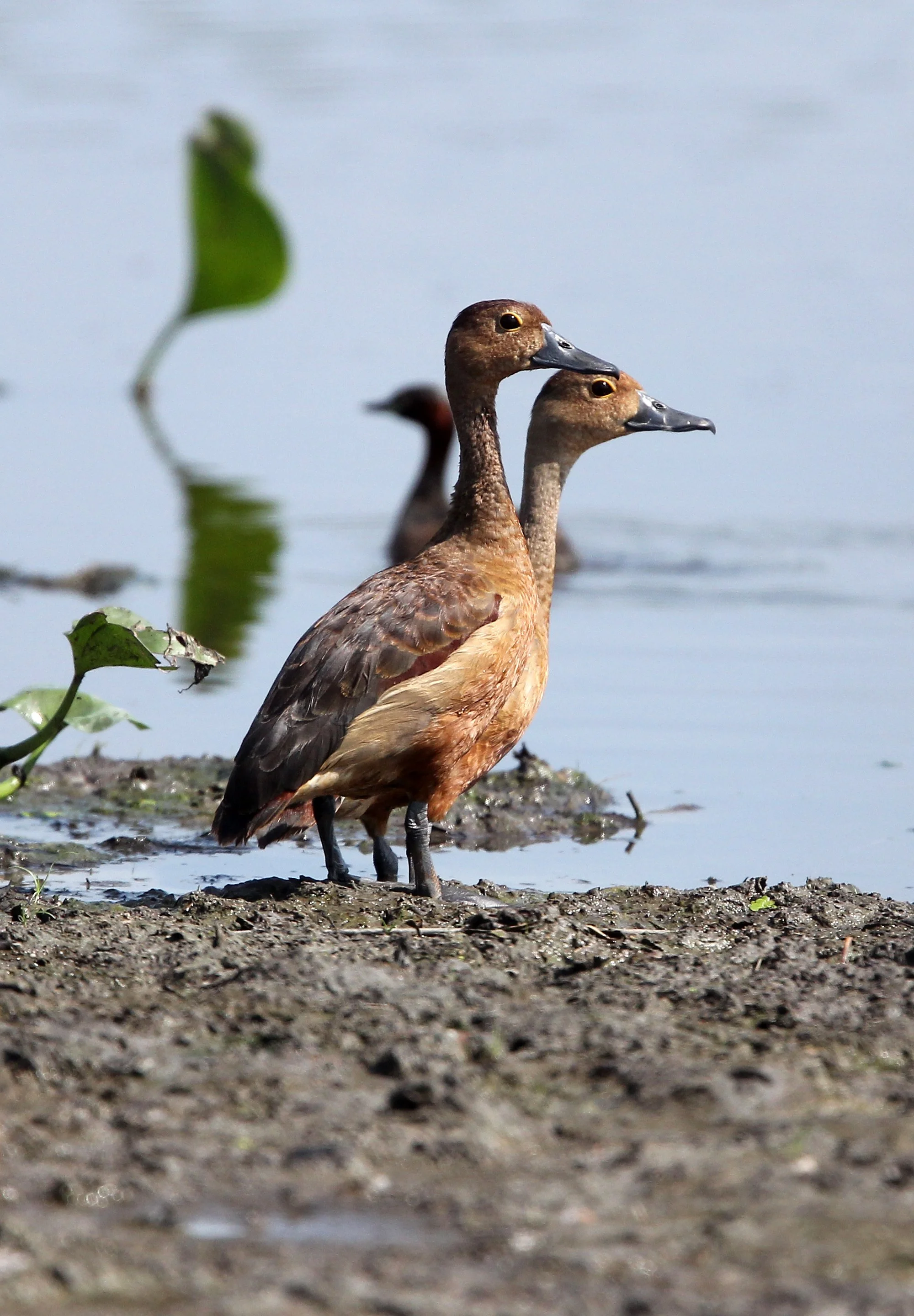 DUCK - LESSER WHISTLING DUCK  - Dendrocygna javanica - KOH LANTA THAILAND - SUMMER 2015 (20).JPG