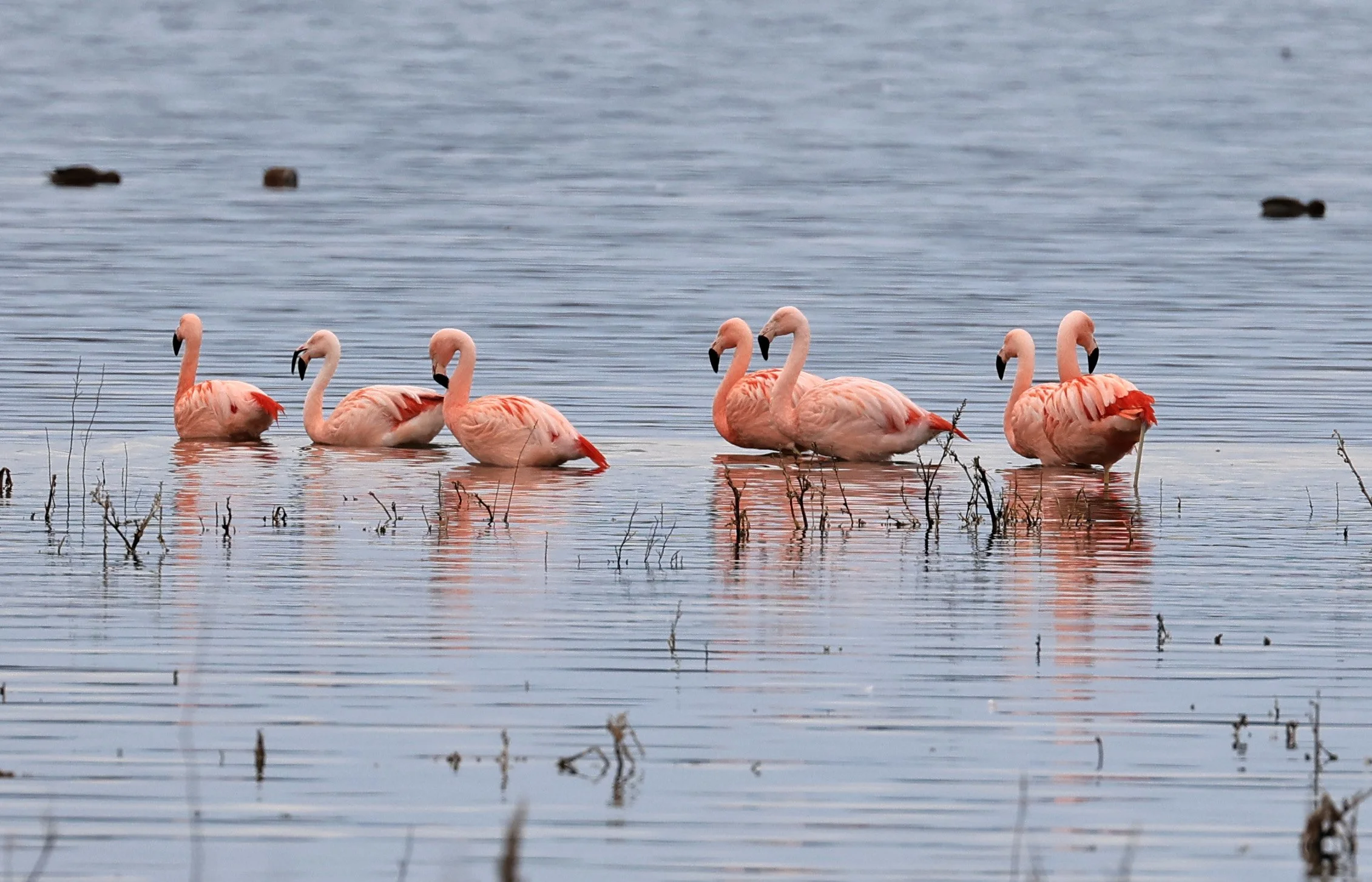Chilean Flamingo (Phoenicopterus chilensis) Lagunas del Ornitólogo, Trelew Argentina (99).jpg
