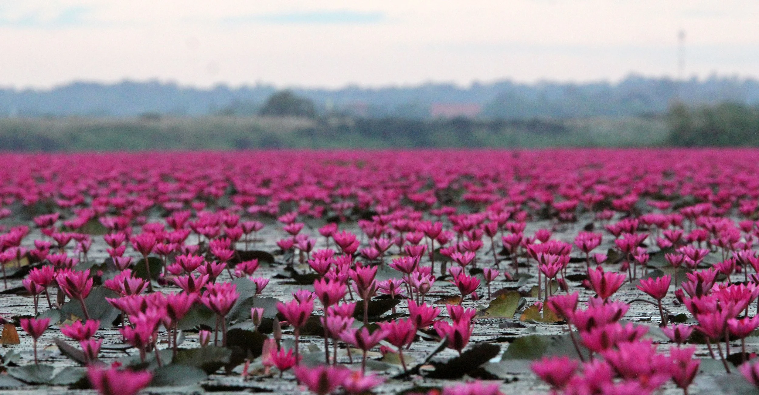 2018 Red Lotus Sea Wetlands Udon Thani Road Trip (70).JPG