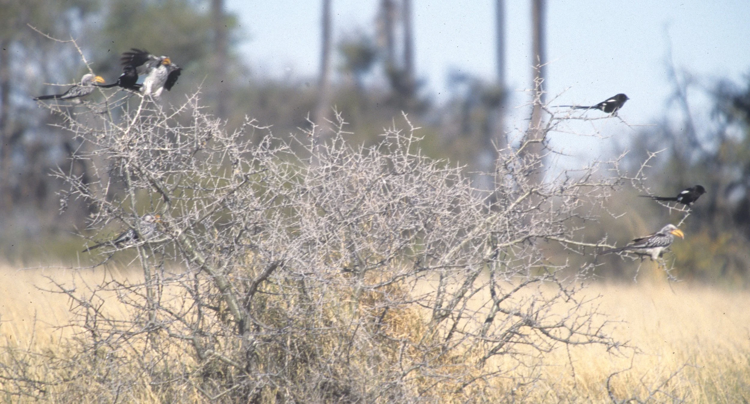 Magpie (Long-tailed) Shrike (Lanius melanoleucus) Kalahari Desert Southern Africa (5).jpg