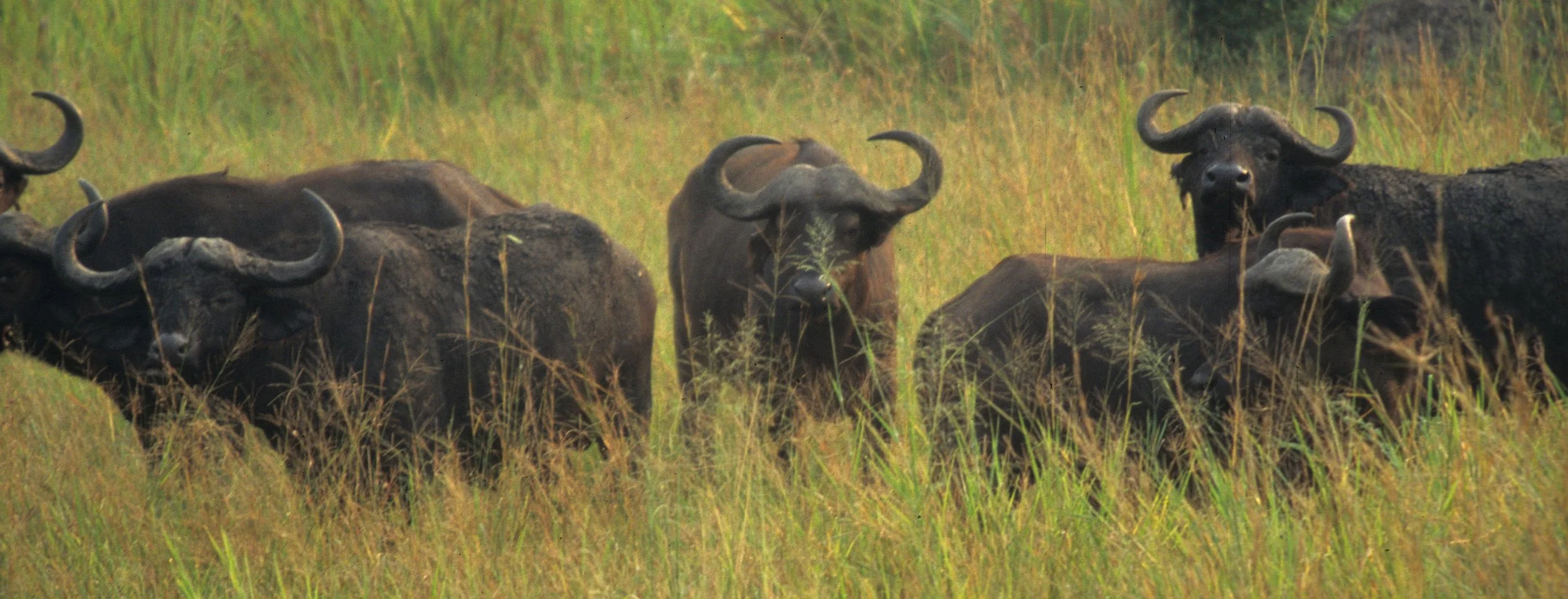 BOVID - CAPE BUFFALO-UGANDA (14).jpg